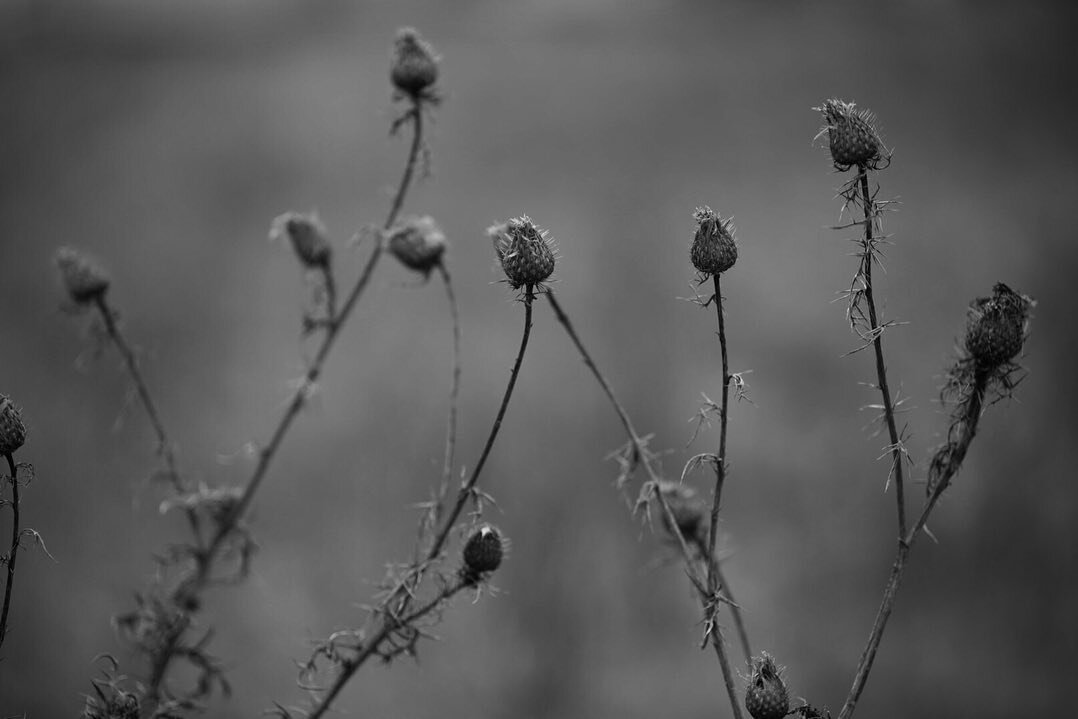 In the weeds... even when our back field turns brown and dies off there is still something beautiful to see. Probably a good metaphor in there as well.  #indianaphotographer #backyardphotography