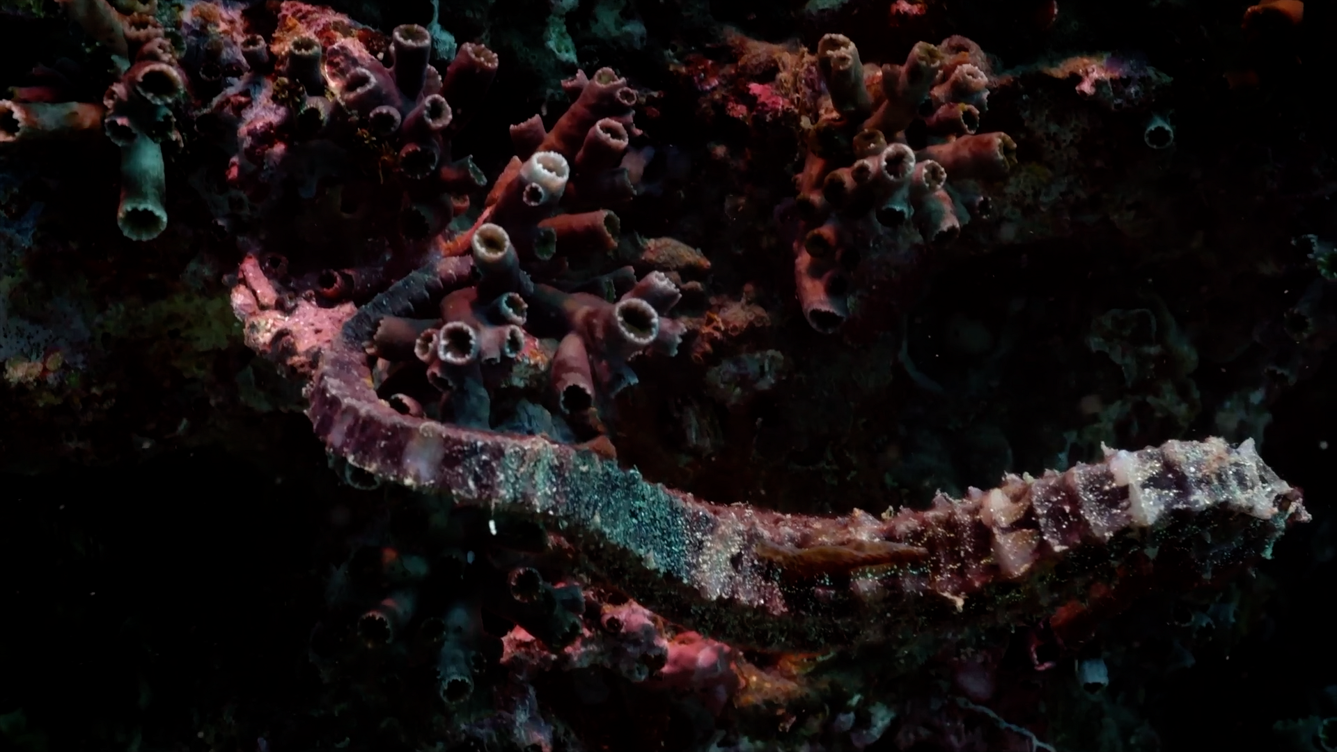 MS_Seahorse_MCS_11.png