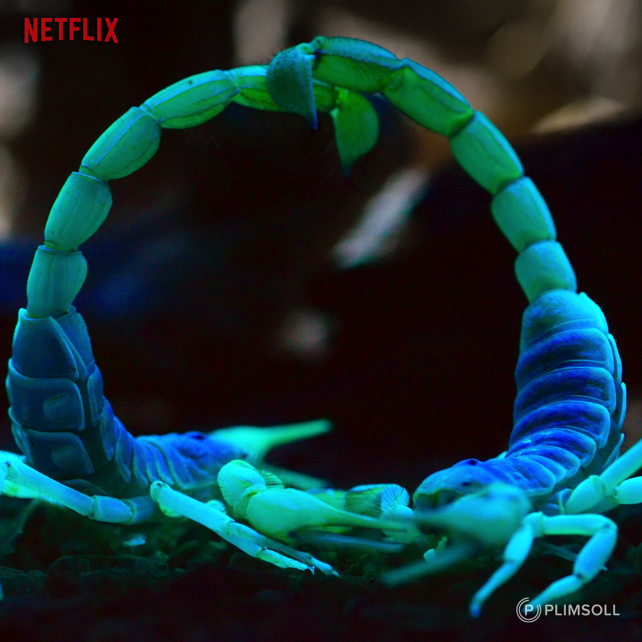 NOE_MP_SCORPIONS_SQ_LOGO.png