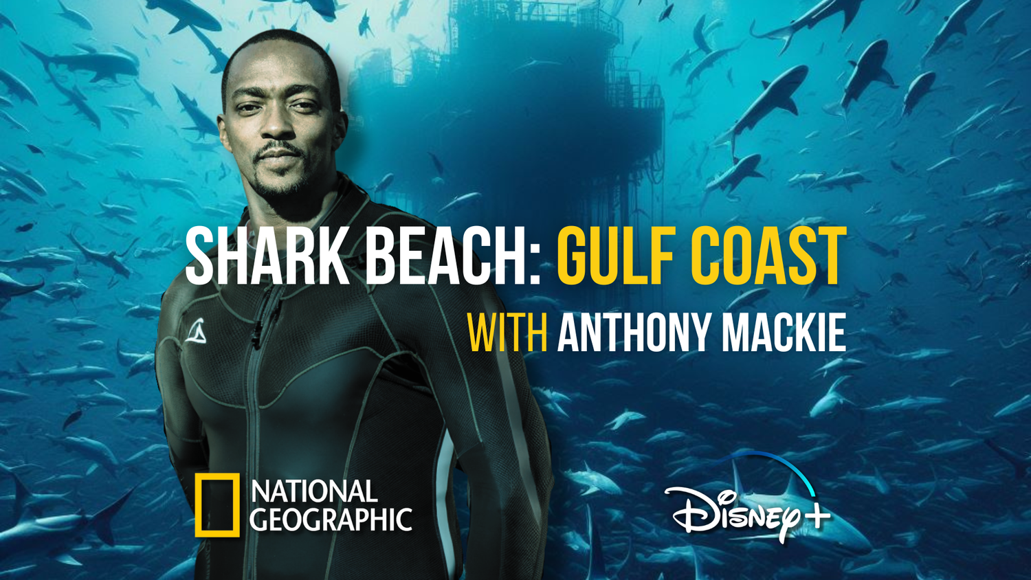'Shark Beach: Gulf Coast' Disney+ and Nat Geo