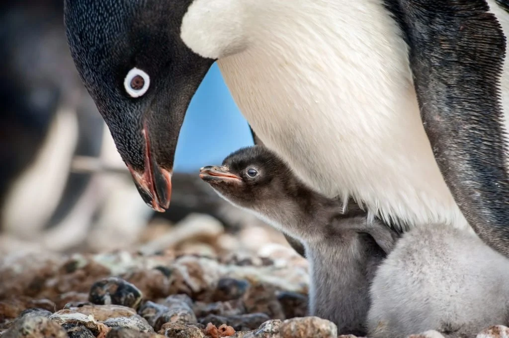 'Secrets Of The Penguins' National Geographic