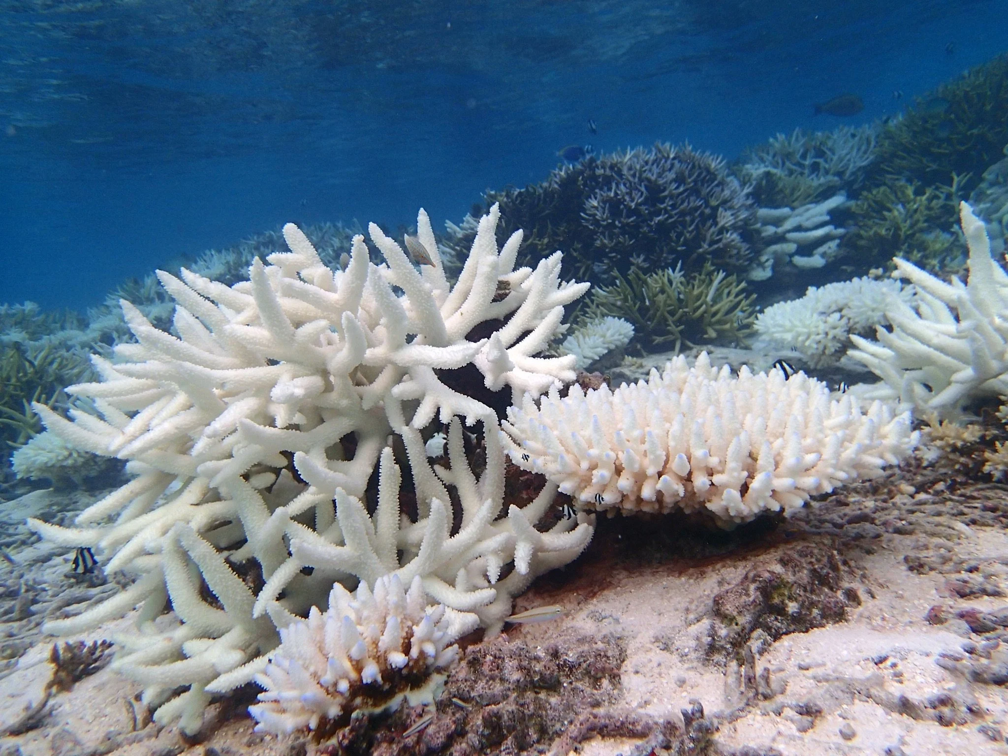 Underwater Archive Library, Maldives (Part II)