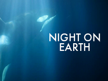 Orca+NOE.png