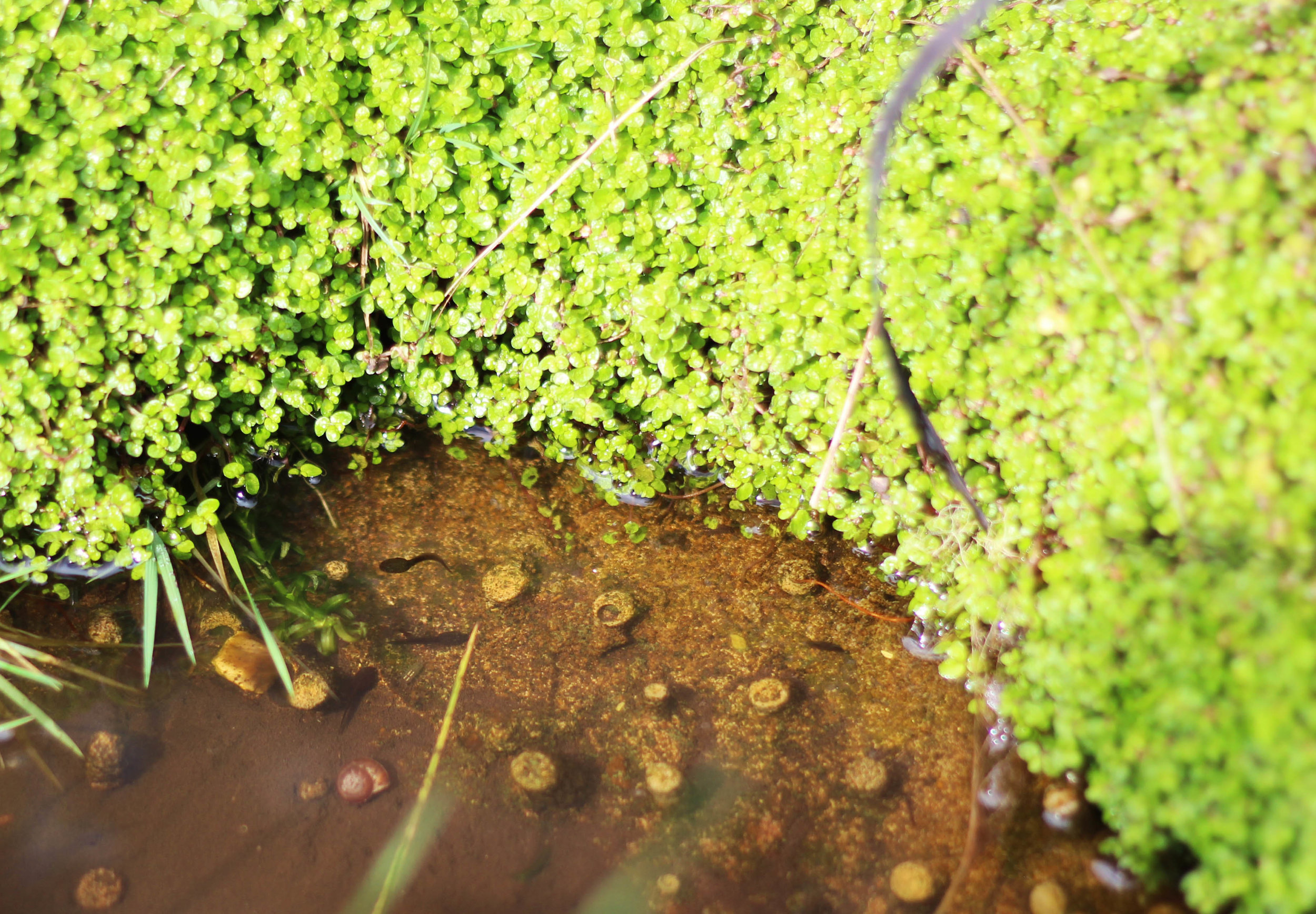 Life has found a way in our tiny urban freshwater pool.