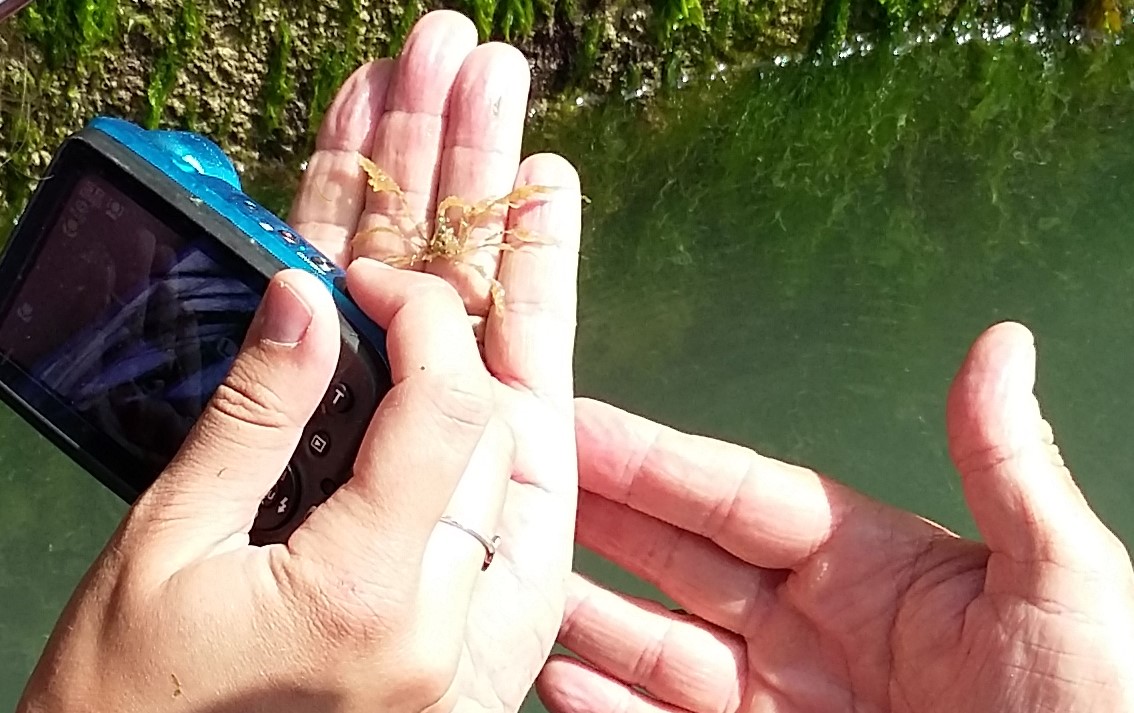 Vertipool Fishbourne Array Summer Survey 13 06 18 Photo Claire Hector Artecology (11).jpg