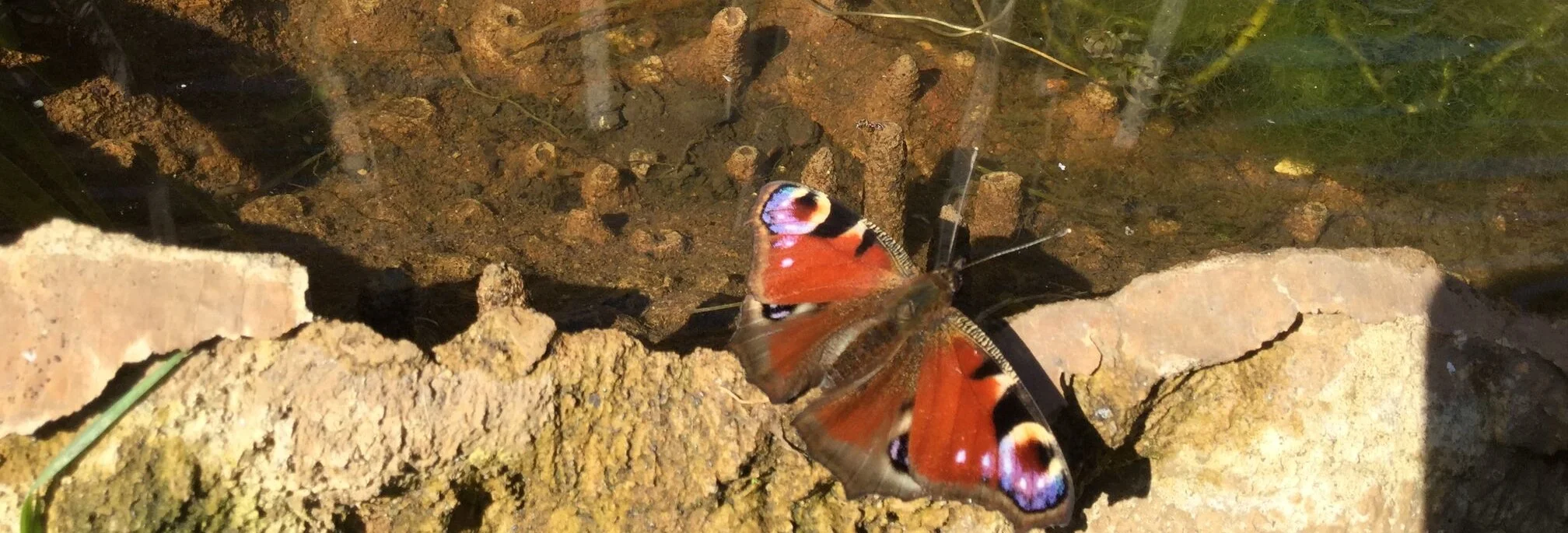 Peacock butterfly drinking, or ‘puddling’ from an Artecology MicroPool.