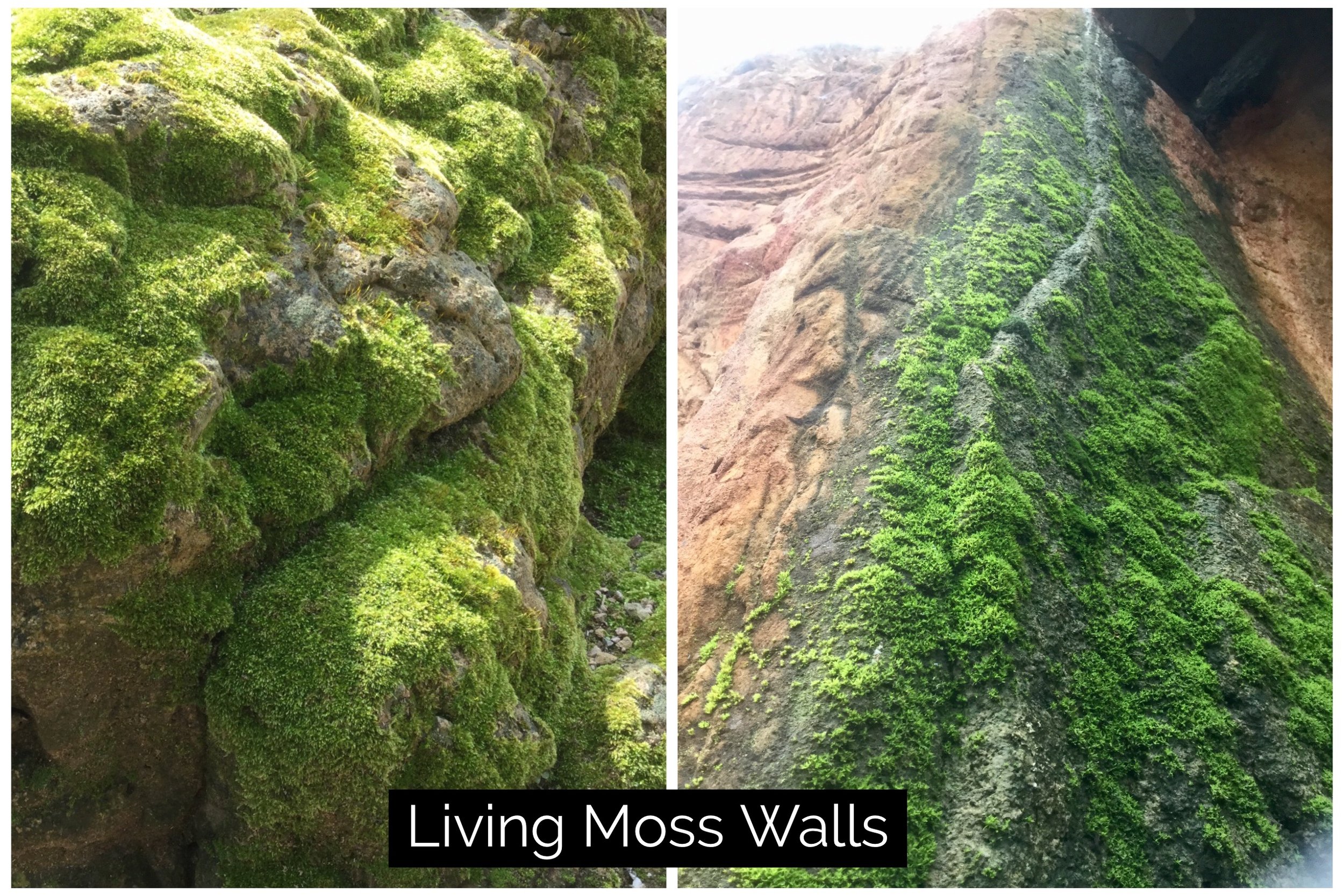 Living Moss Walls