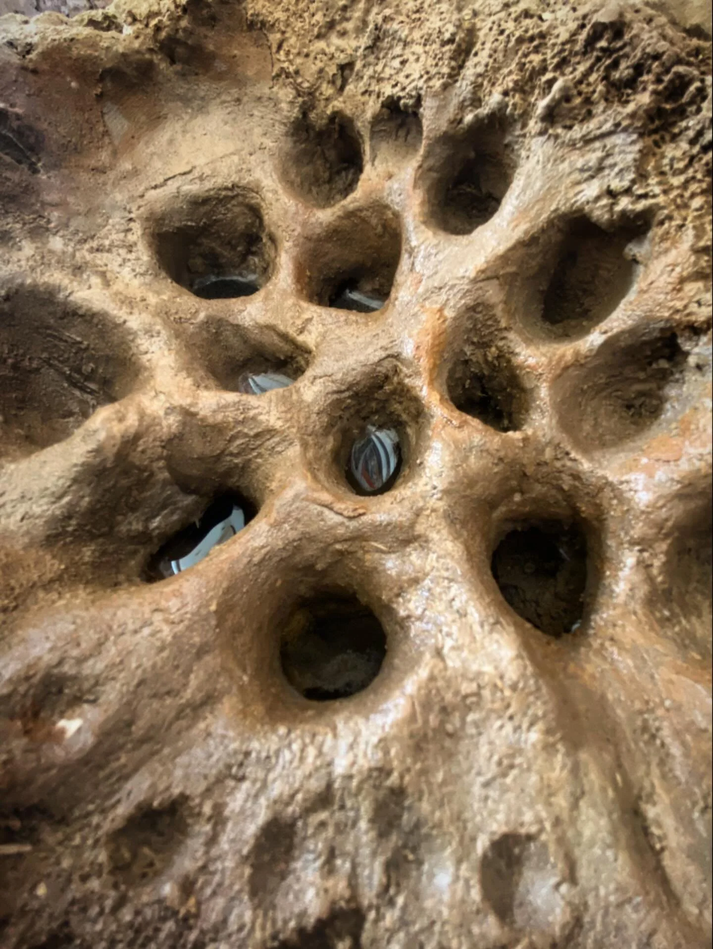Enjoying this organic looking structure!! S=There&rsquo;s something quite bone-like about it&hellip;..