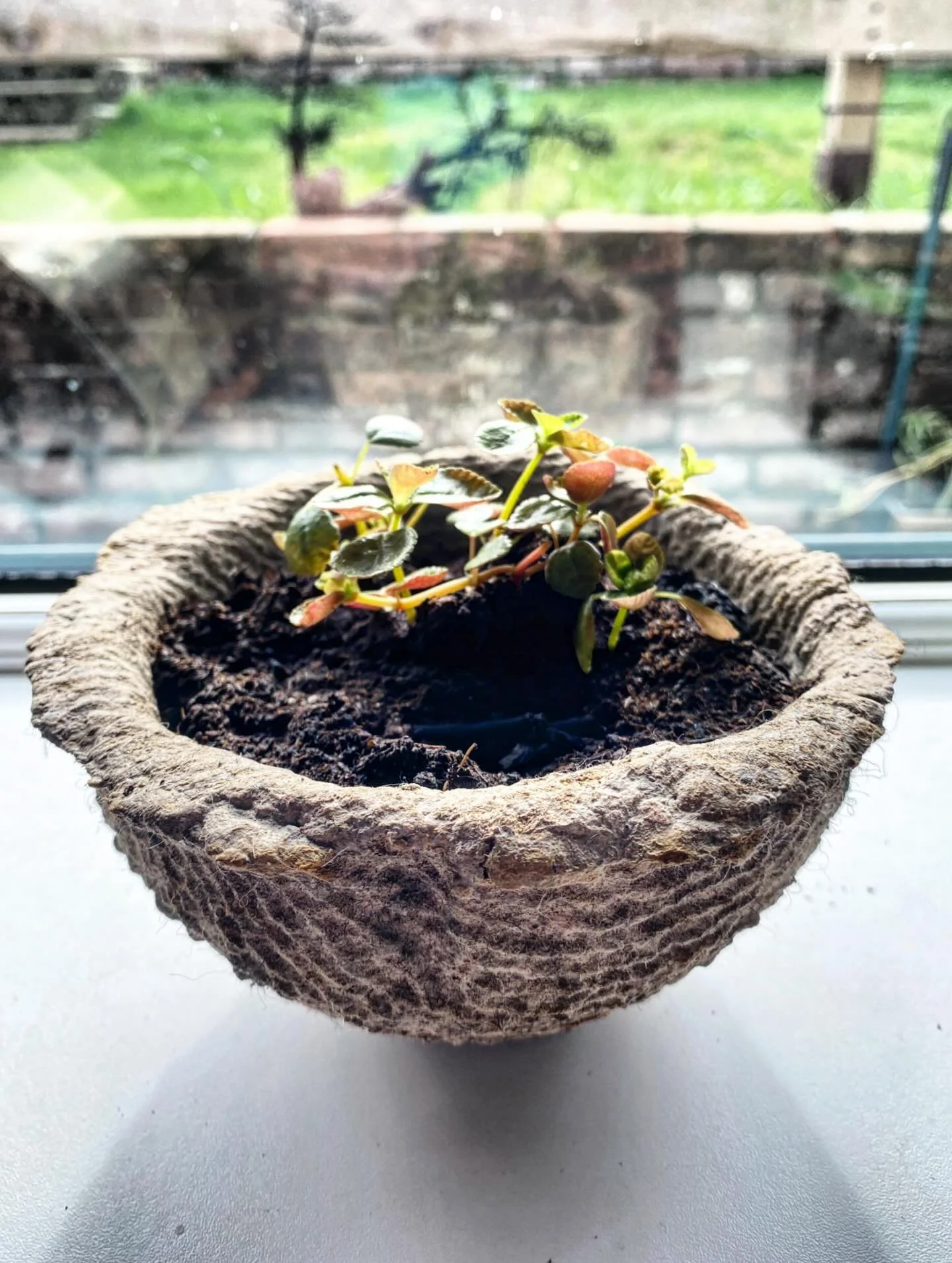 What would the appetite be like for a one day studio tutorial workshop at our place? 
We’re thinking pots for home and garden, and other objet d’art made the Artecology way. Perhaps a neat way to support our not-for-profit work, and learn