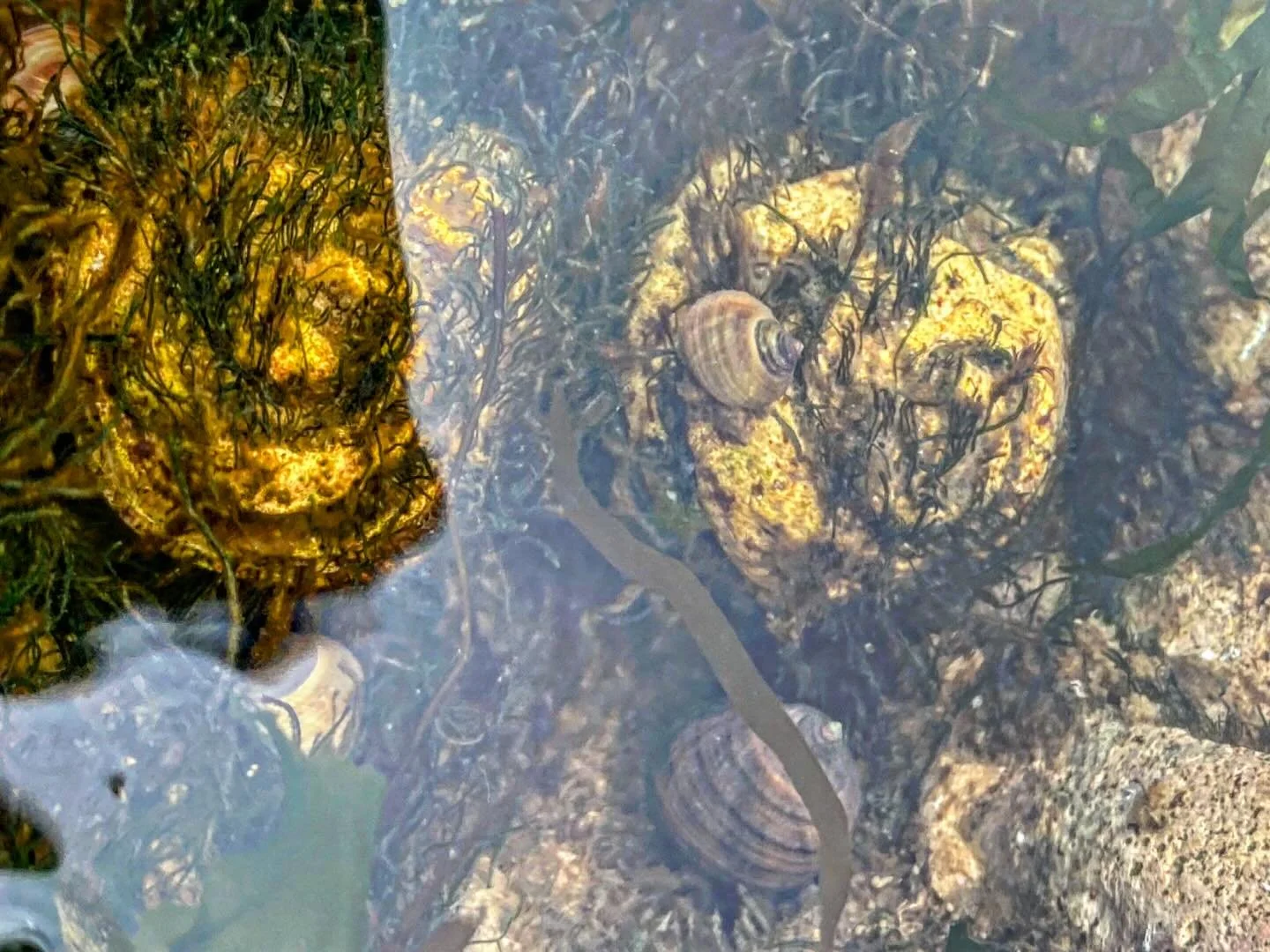 The power of patterns. 
#spiral #artecologycocreate #littorina