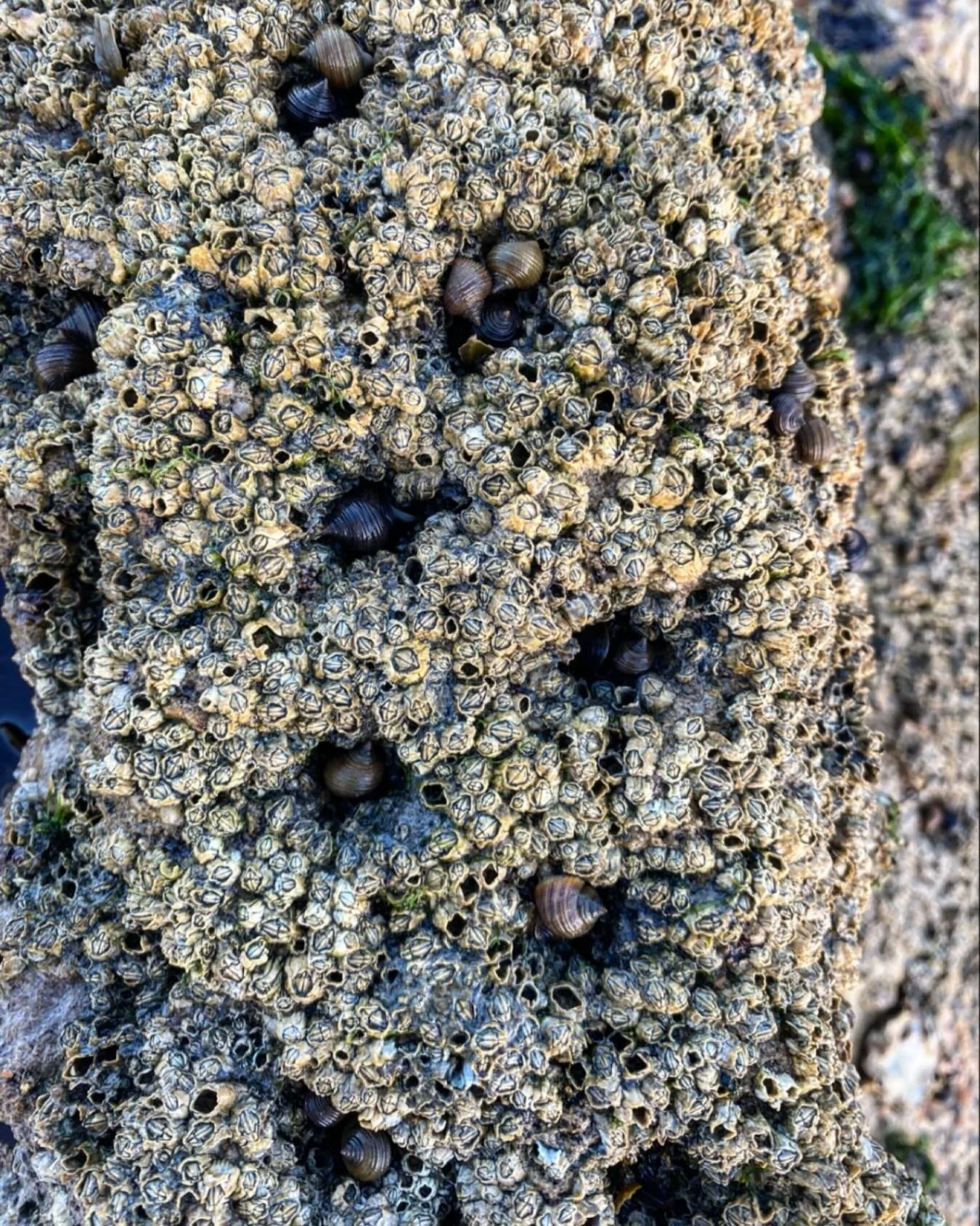 Fingertips make more than human habitats.
#ecoengineering #natureinclusivedesign #naturebasedsolutions #naturebasedlearning #nature #craft #science #marinebiology #marineconservation #art