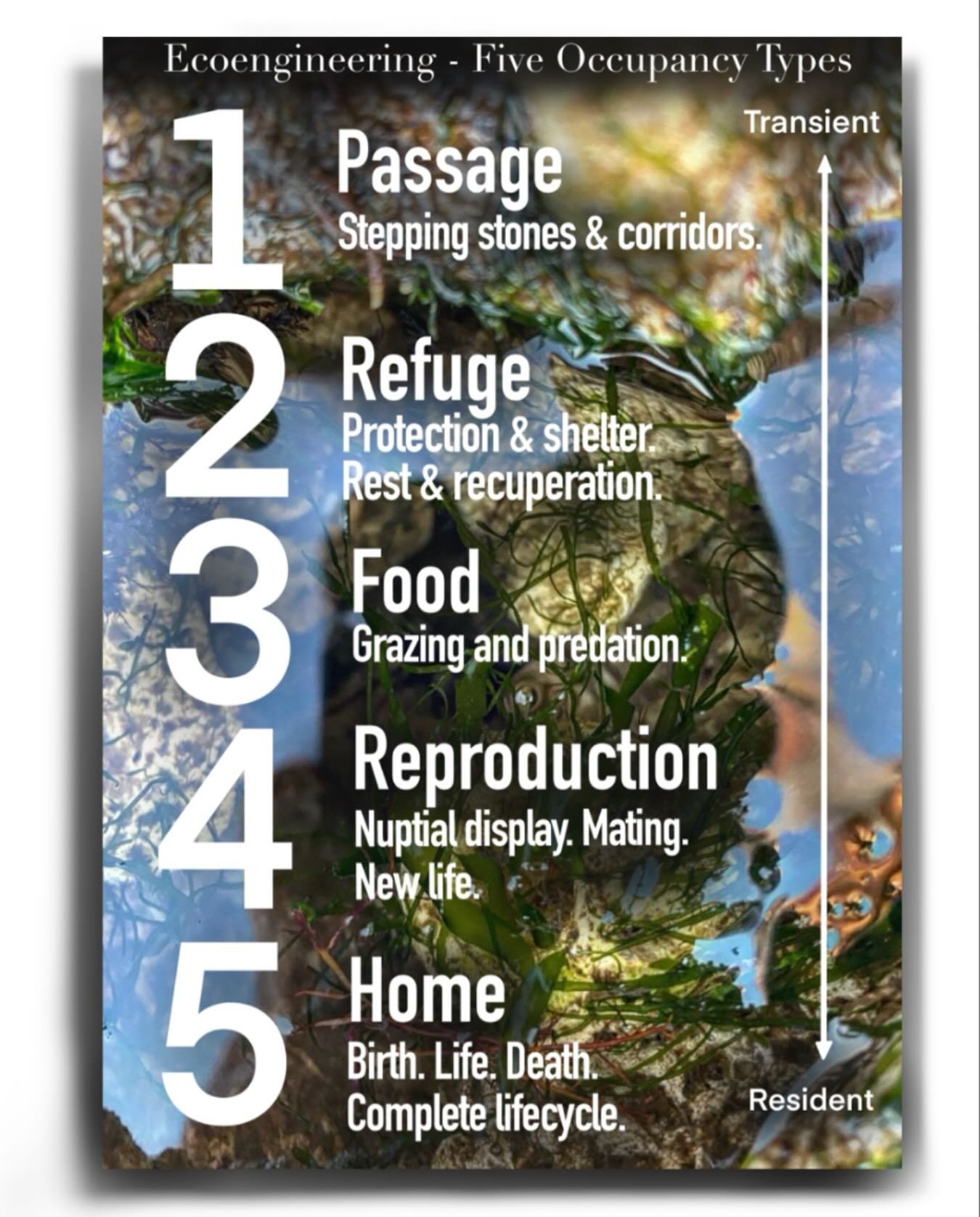 At Artecology we consider five main types of wildlife occupancy when we design our nature friendly ecoengineering habitats. These types follow a simple gradient, from short visits through to permanent residence. The aim is to make sure our crafted in