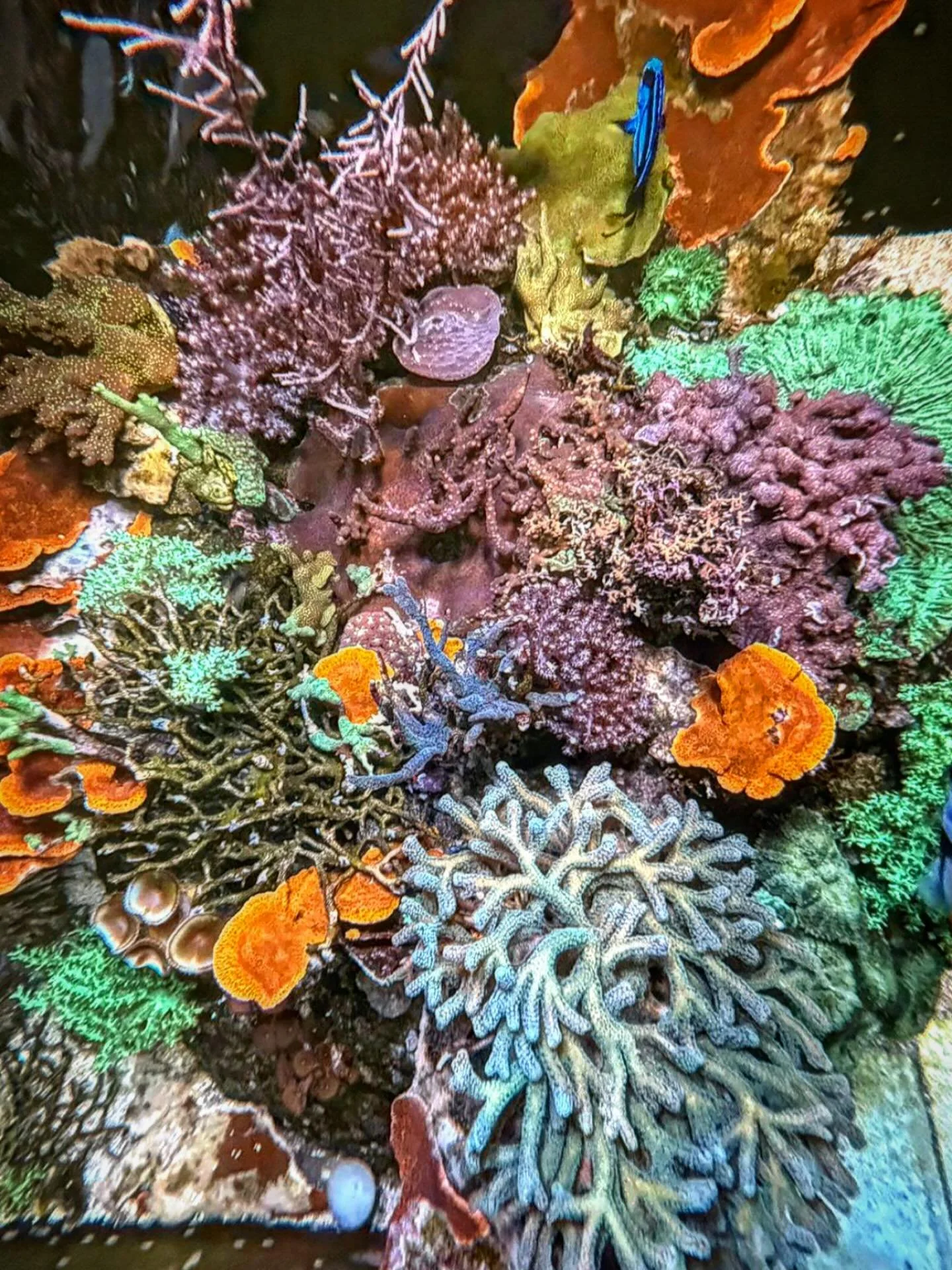 CoralPod seen under natural light. 
Handcrafted reef habitat by the a Artecology Studio.
Made using organic intelligence&hellip;..i.e with our hands&hellip;followed by four years of fish, invertebrate, and coral ecological succession.

Photo by @the_