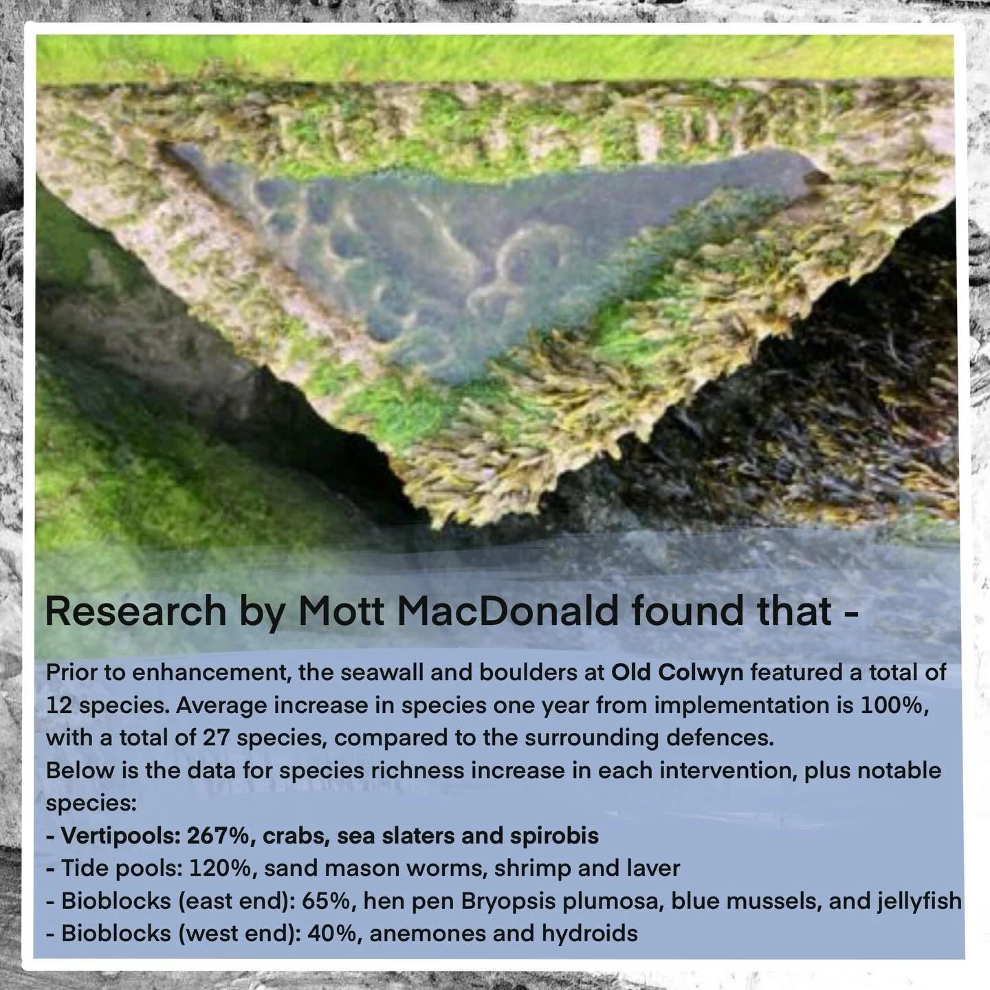 One might ask why our Vertipools consistently deliver higher ecological uplift than other eco-engineered products on the market.
The answer is actually very simple. At Artecology, we have chosen a fundamentally different innovation pathway and a very