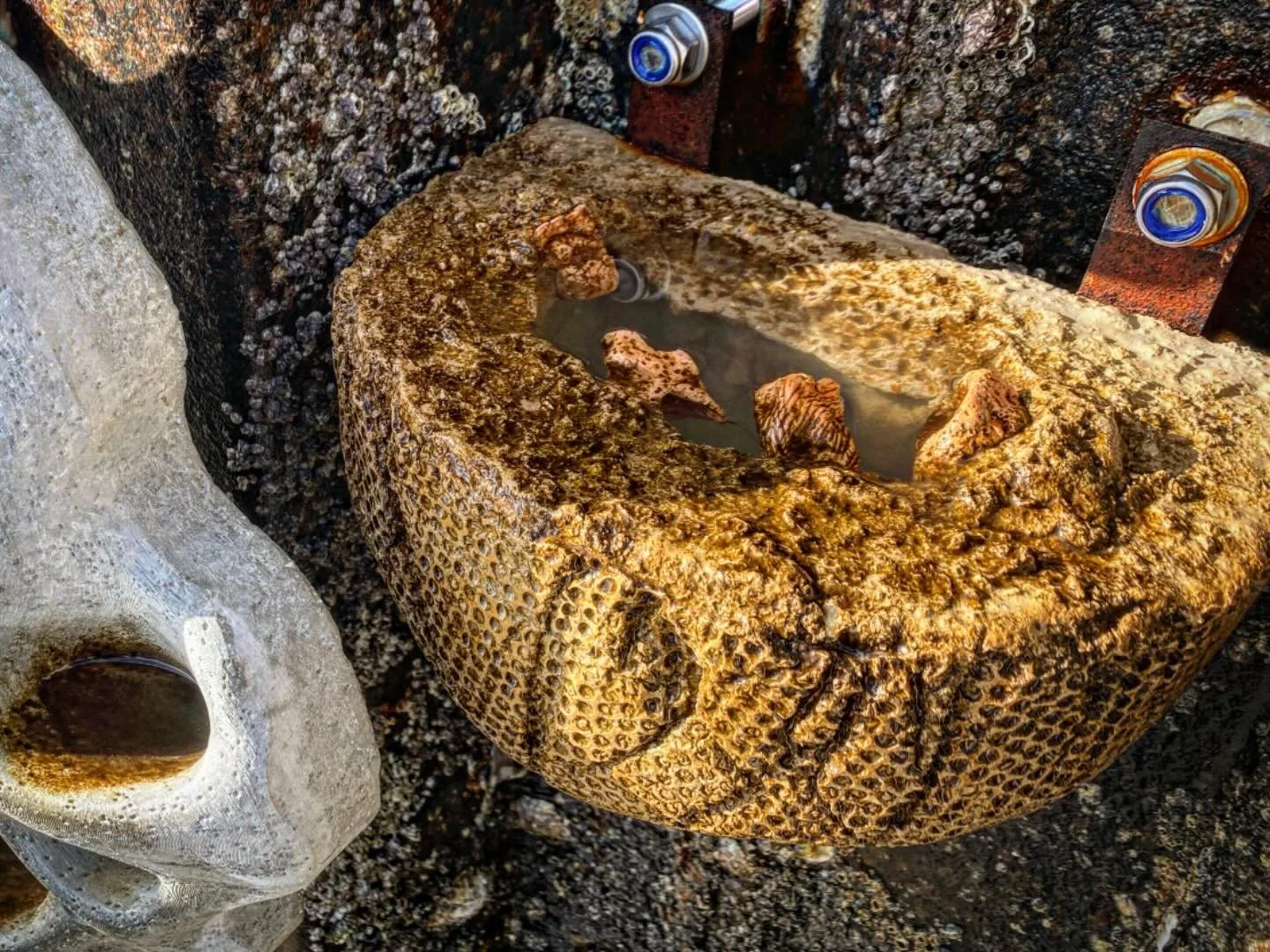 A nice image showing the first &ldquo;more than human beings&rdquo; busy lighting the ecological succession touch paper. A mix of biofilms and brown algae pave the way for a procession of increasingly complex species, all seeking lifecycle resources.
