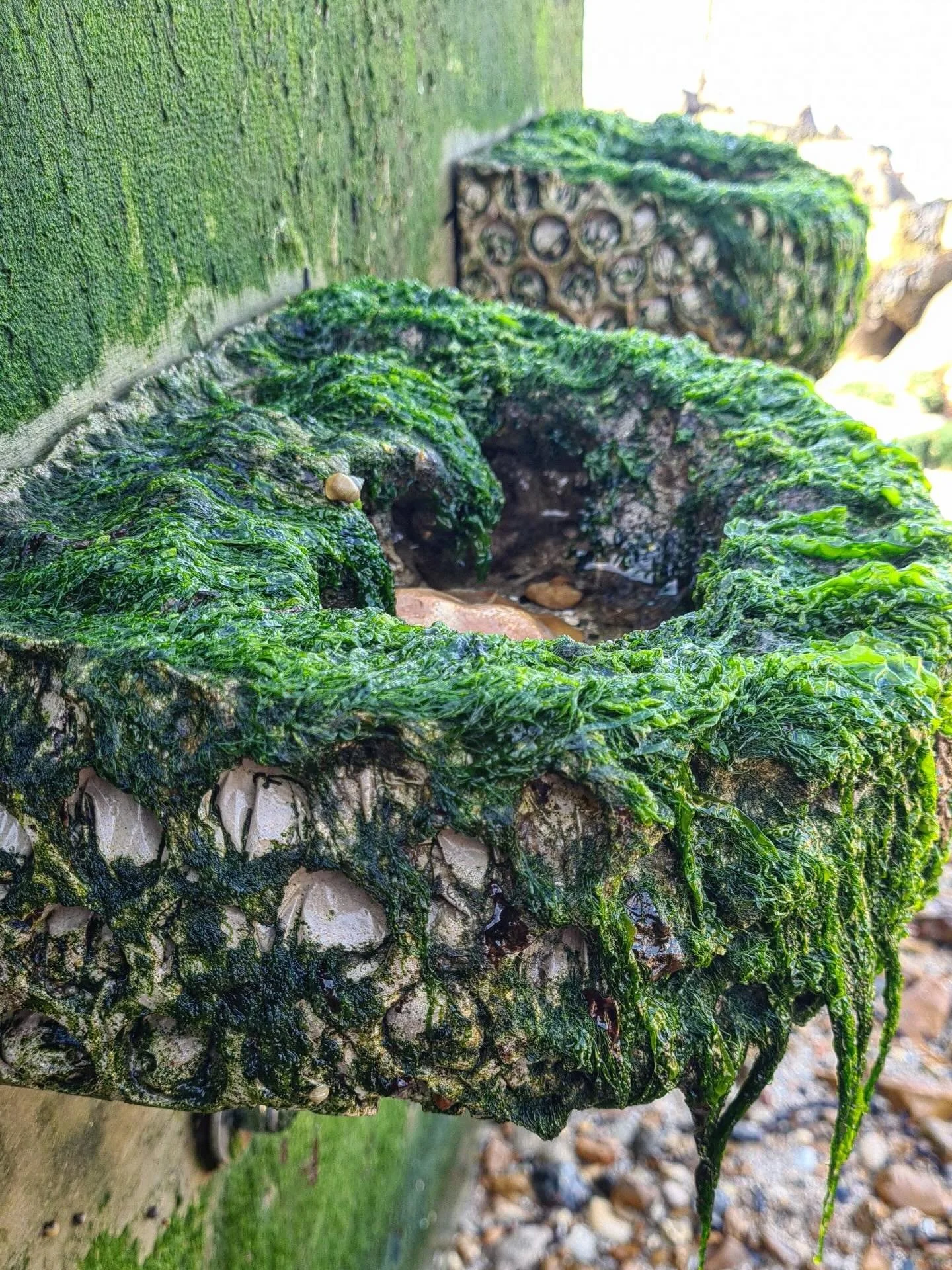Great photos from @claire__hector , @thecommonspaceiw and Artecology, of our Vertipools at Gurnard on the Isle of Wight.

Installed nearly a year ago, ecological succession is now properly underway. Always good to see our seashore habitats starting t