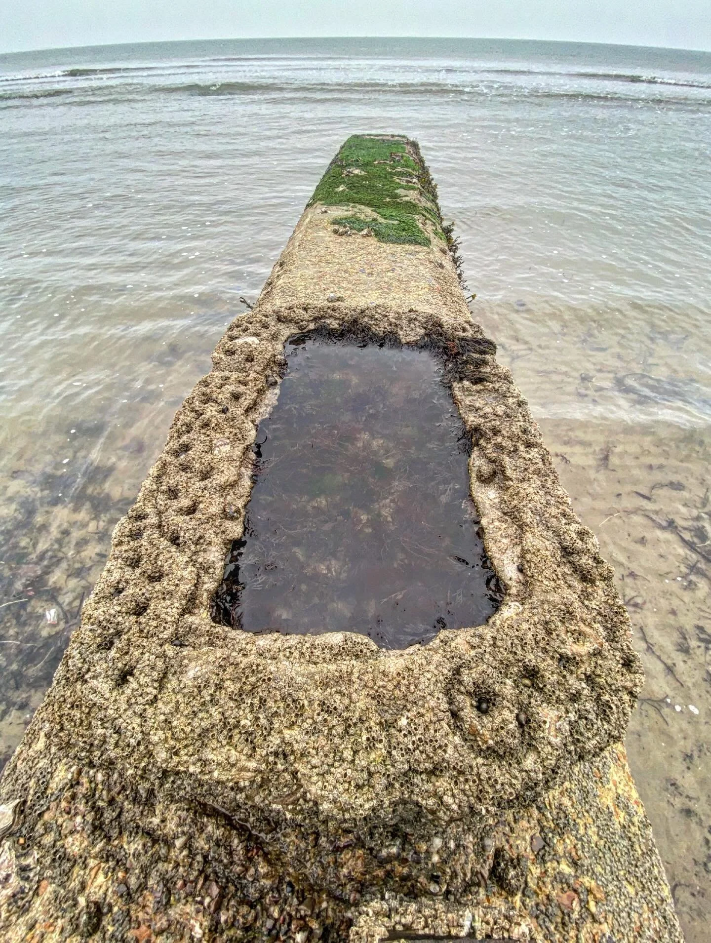 March is upon us, a favourite time of the year at Science Beach. Winter slumber gives way to new life in the artificial rock pool there, flexing its mussels. Each one finding sanctuary in the divots left by our fingers.