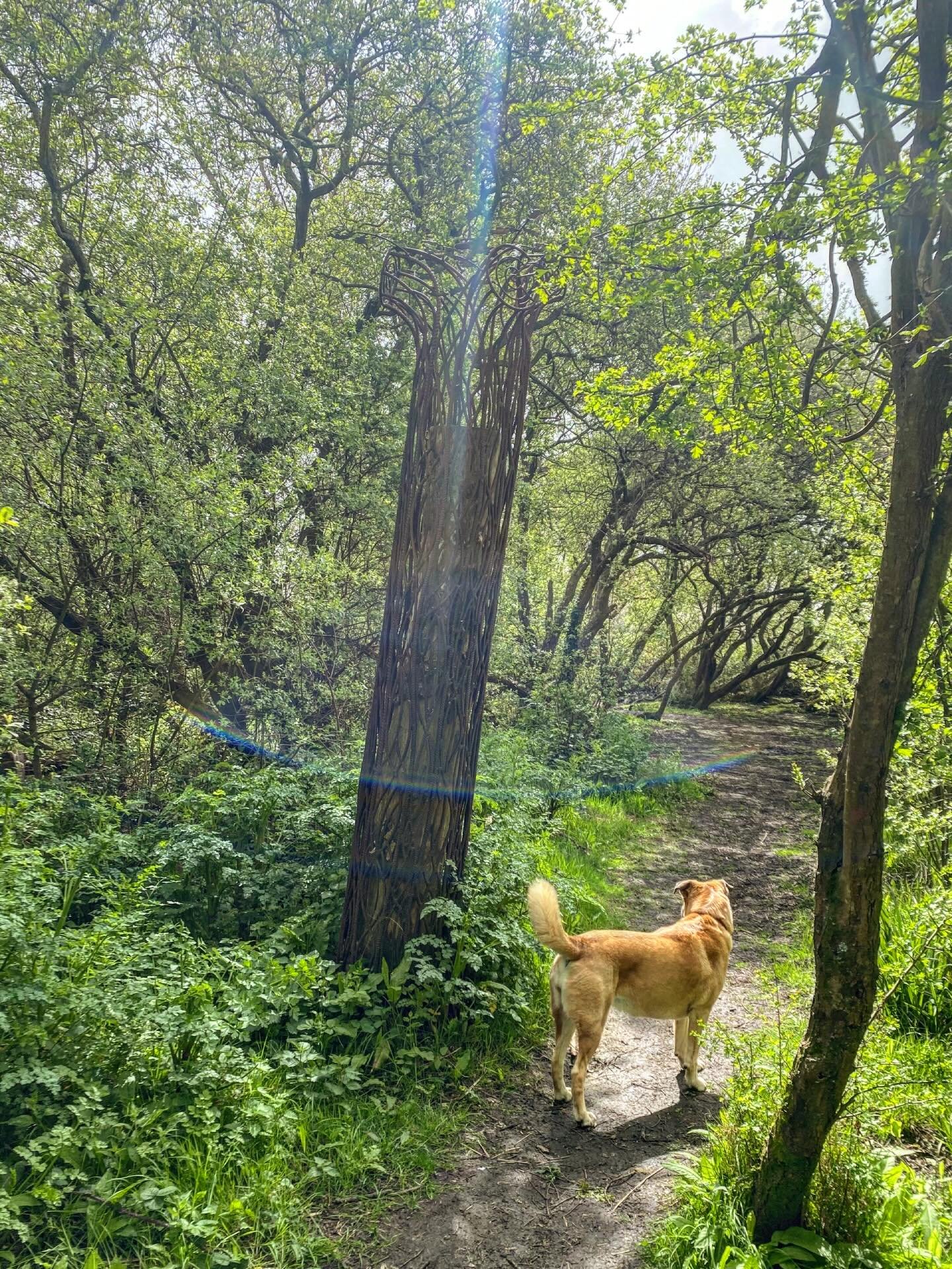 @davebadman &lsquo;s standing deadwood, part sculpture part sarcophagus, cradles a rooted trunk. Long since dead, the oak is left to soften and return from whence it came, spared the fluorescent intrusion of high-vis and the bite of chainsaws. Passer