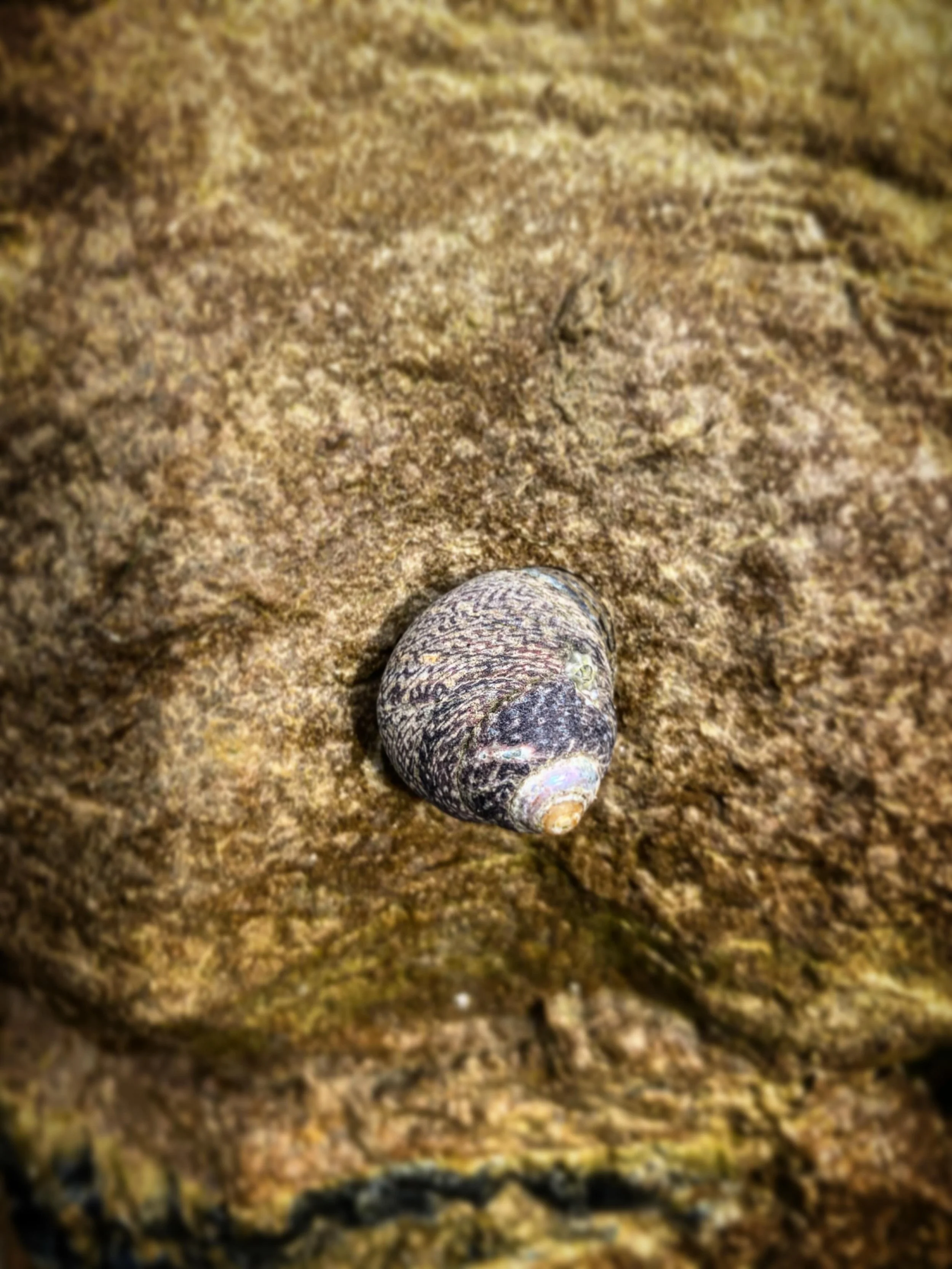 Thick topshell? At Elmer Beach today. 🐚