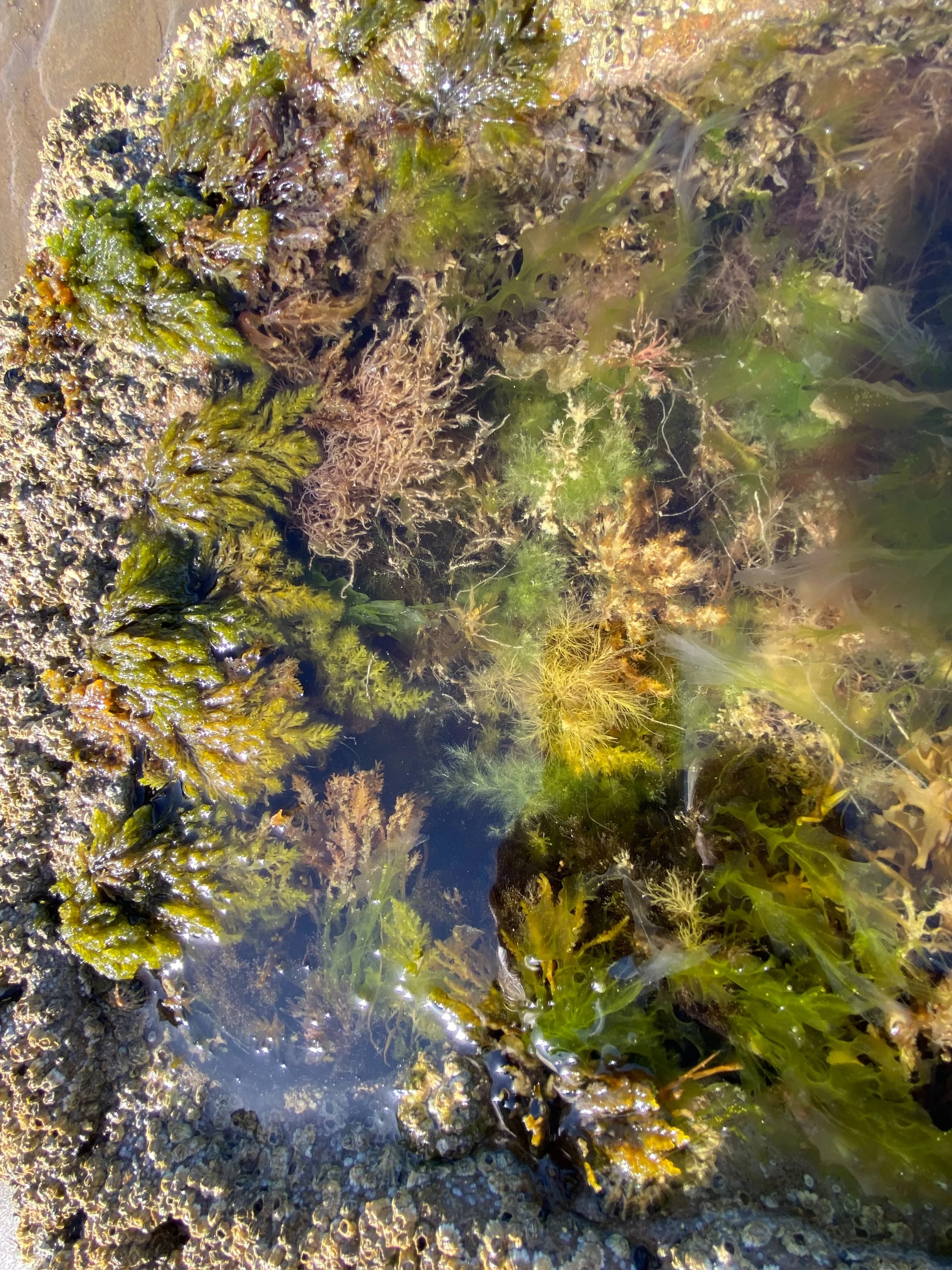Anyone out there red hot on seaweed ID? 
Location: Science Beach, Sandown Bay, Isle of Wight UK