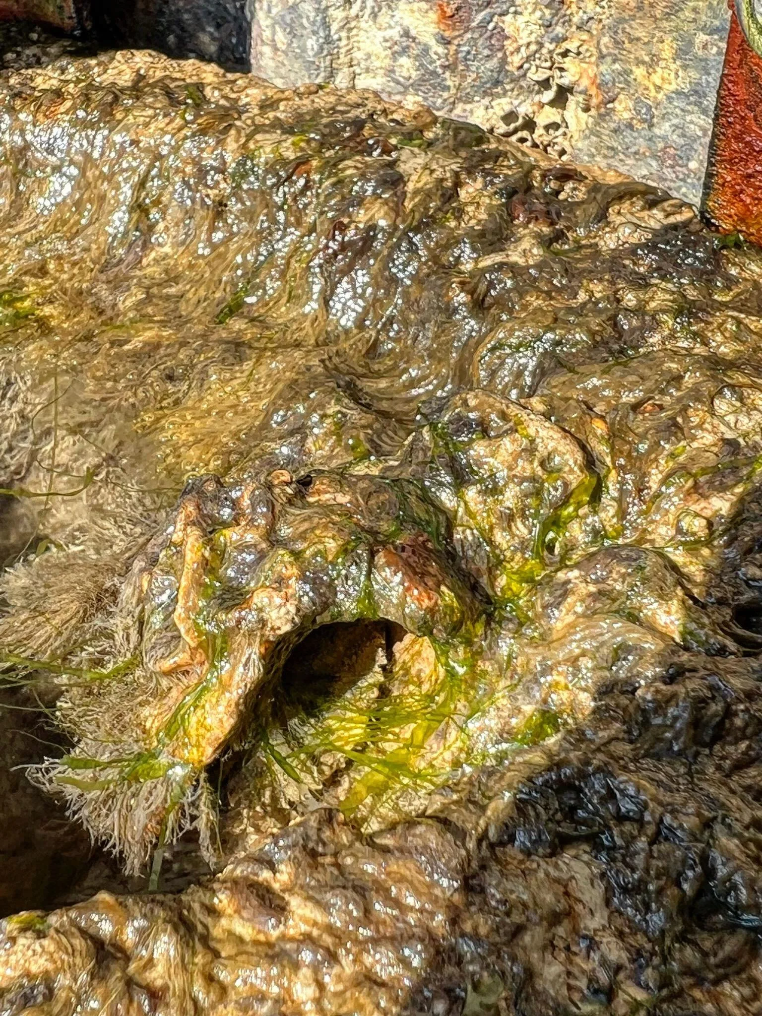 It&rsquo;s photos like these by Head of Environment &amp; Sustainability at @shoreham_port @lydiaharveyy that tell us a great deal about the functionality of our S-Type Vertipools.

In photo 1 we see a Common shore crab sheltering in a handmade CoCre