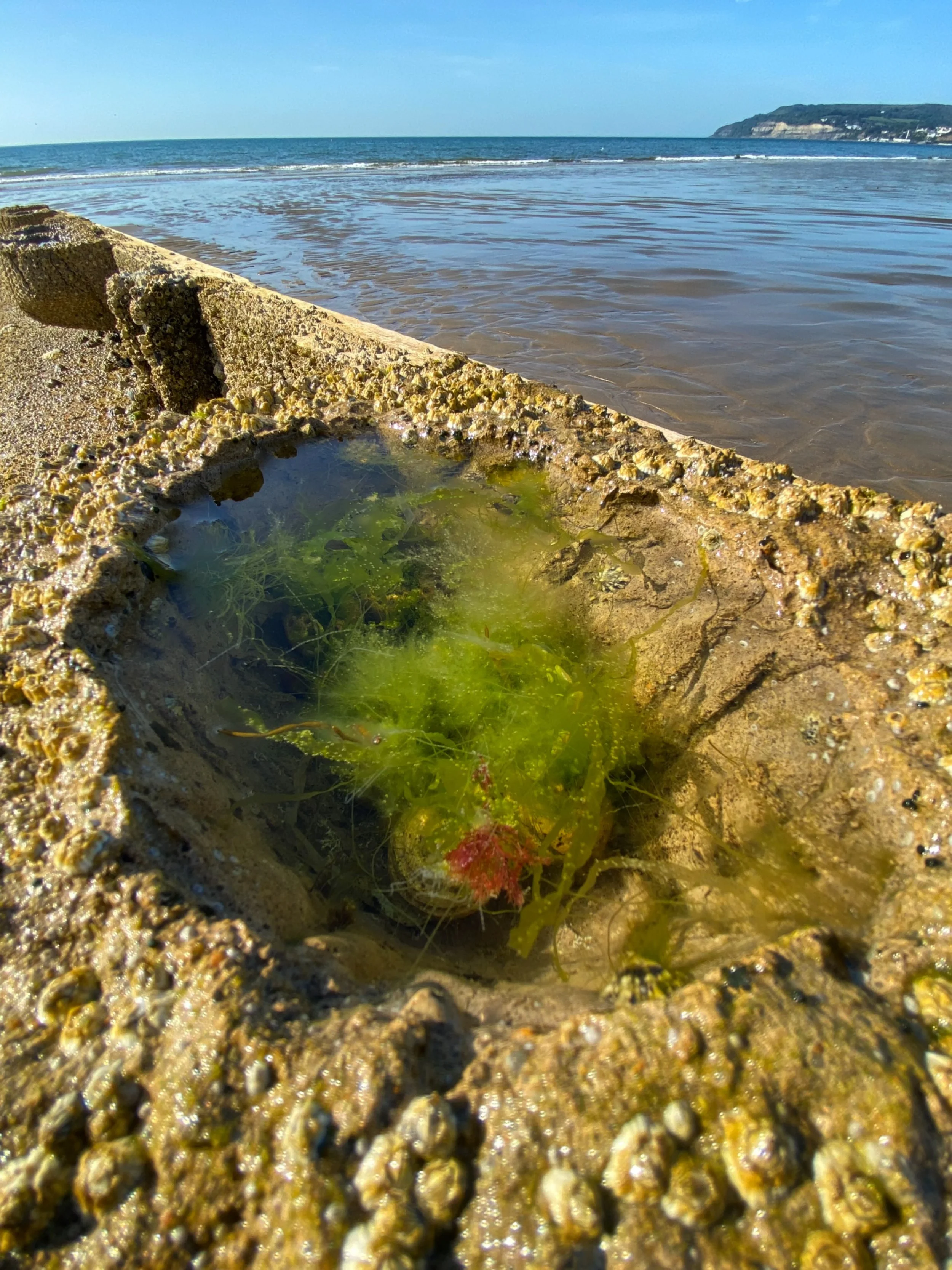 Things are hotting up at Science Beach,&hellip;. At 12C -15C above seasonal average, it&rsquo;s way too hot for the time of year. Even so our Vertipools are providing cooling and still supporting intertidal wildlife.