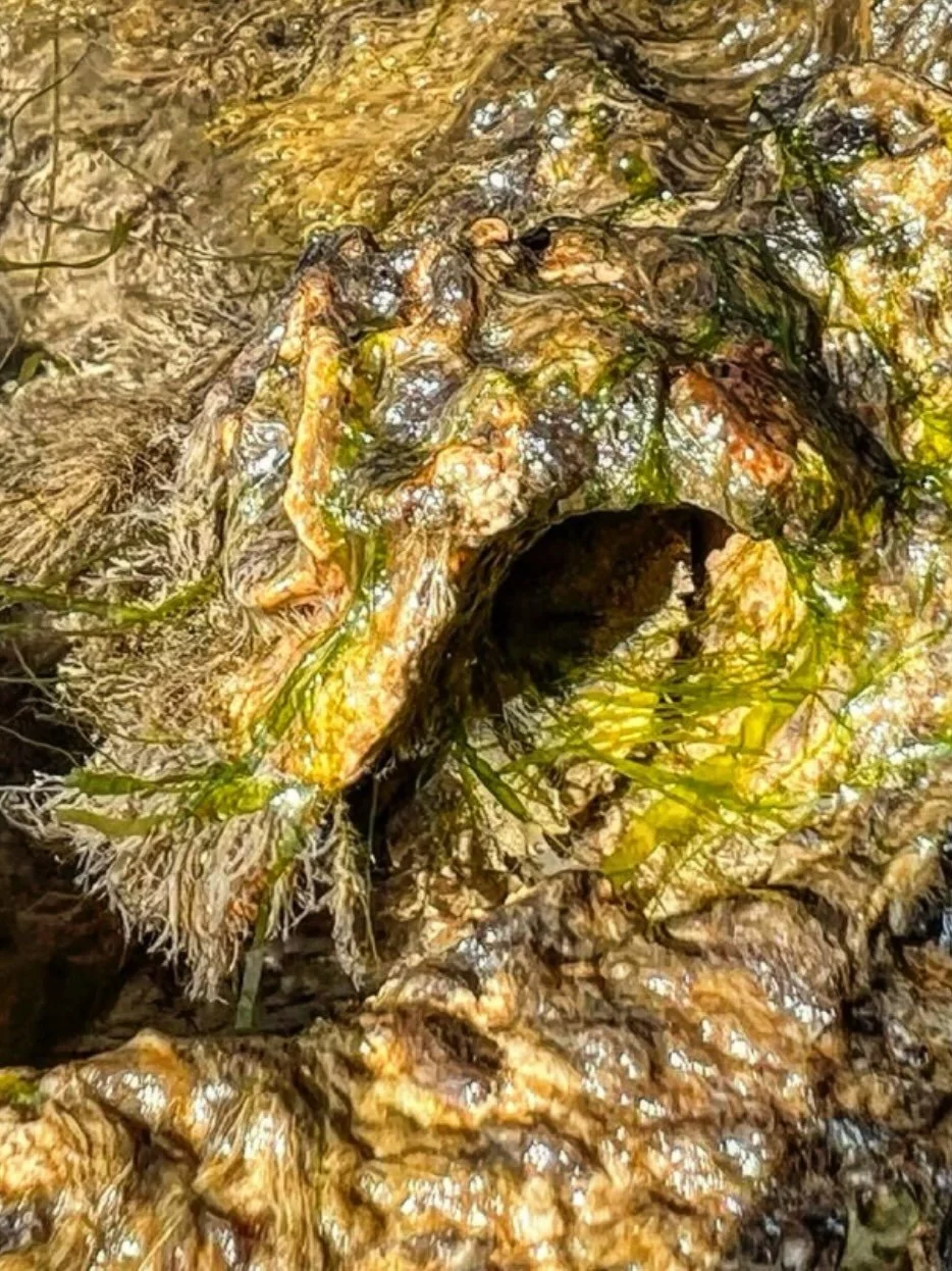 A Shore crab seeking refuge in an Artecology CoCreate ceramic artefact. 
Made by a child and incorporated into an industry standard Vertipool (constructed tide pool) during the manufacturing process the Artecology studio in Sandown Bay, Isle of Wight