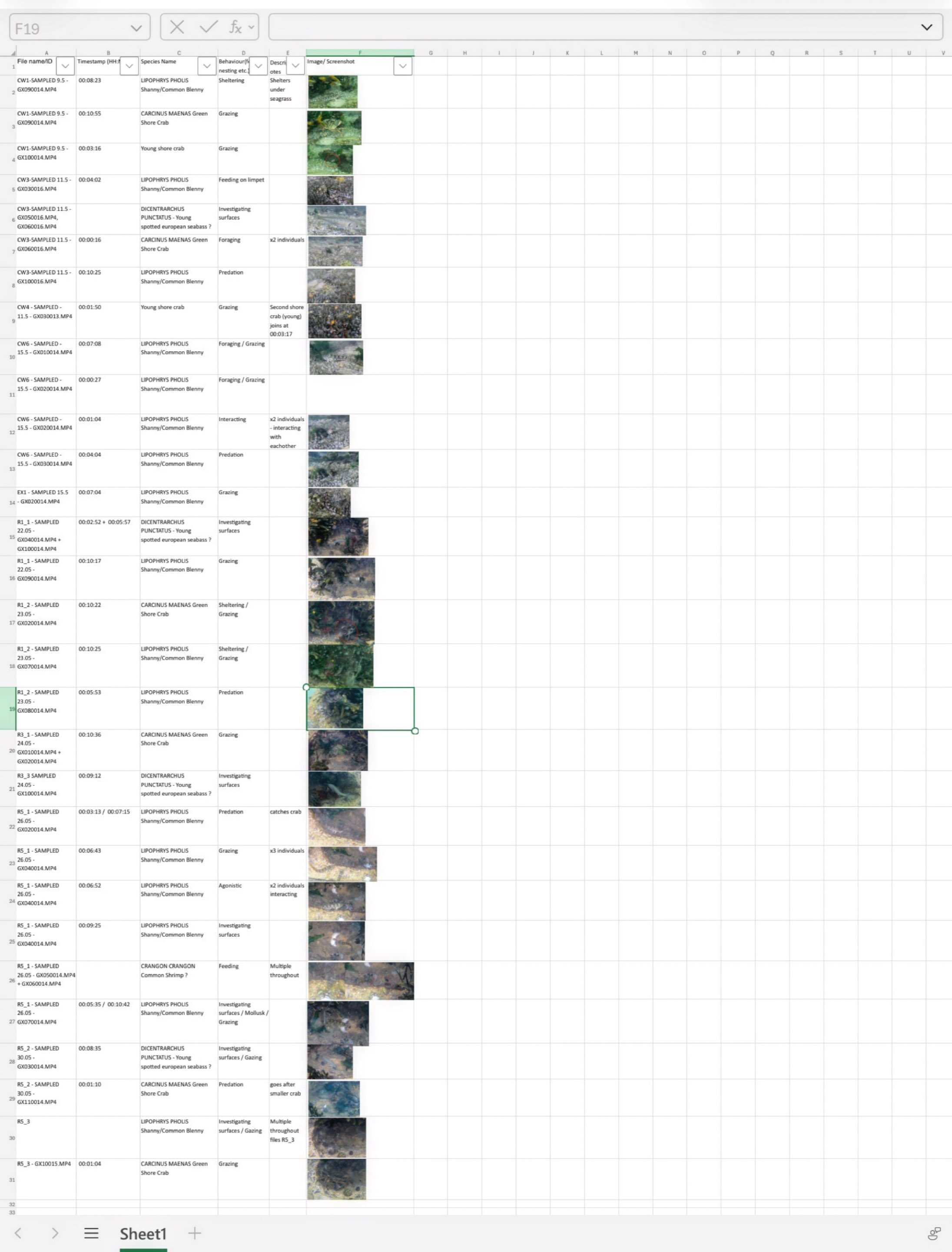 High tide Vertipool data matrix.
Huge thanks to @em__008000 Eleni Macbean for her tireless work reviewing underwater video footage collected by @jessmarinebio back in 2022 from the MARINEFF Sandbanks, Poole Harbour Vertipool array.

With the first on