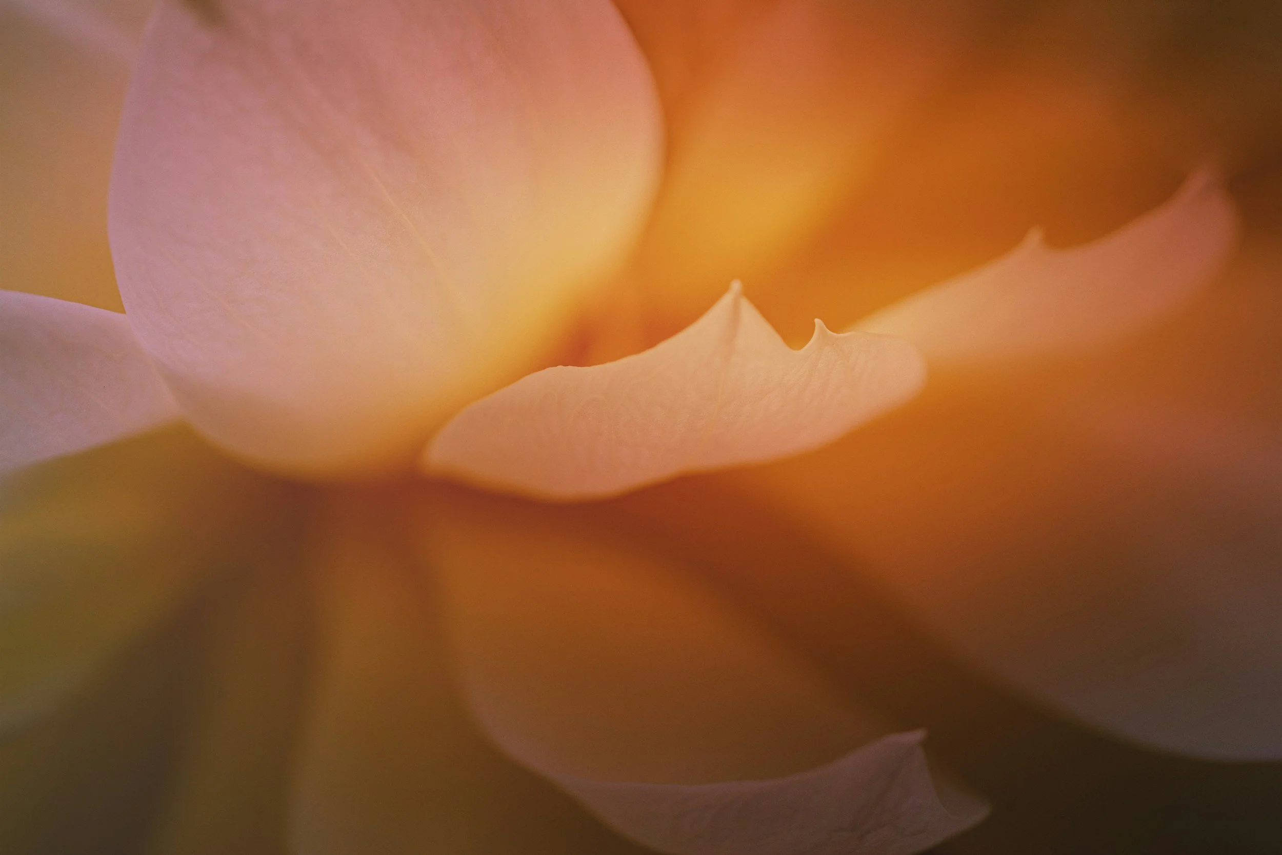 The Eight Limbs of Yoga