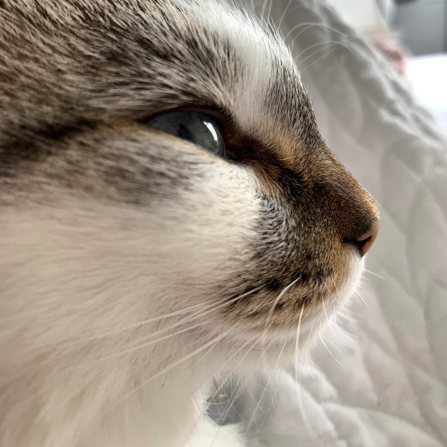 Noodles is not ready for the week. #mondaymotivation