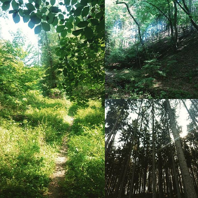 It was going splendidly as I hiked along away from the water, fighting my instinct to take a new bearing and choosing to enjoy the lush, wet #forest instead.
I should have taken that second bearing as it turns out, because I'd missed my first #crossroad. And by the time I'd realized my error I had gone 3km too far east. Lacking an alternate trail to the south, I had no choice but to backtrack and look for the split.
It was quite well-hidden -- enveloped, overgrown and vaguely marked. But now, officially on the correct #trail, I wandered my way deeper and deeper into the humid #wood.
#outhereCZ #woods #backpacking #CzechRepublic #getoutthere #mapandcompass #hiking