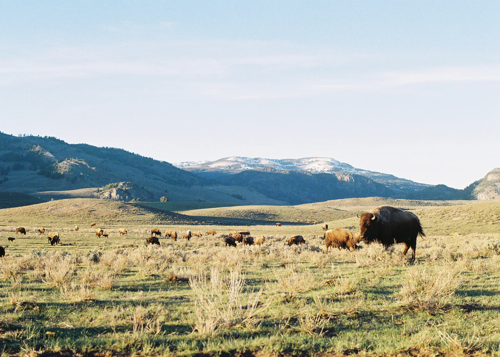 bisonbabes.jpg