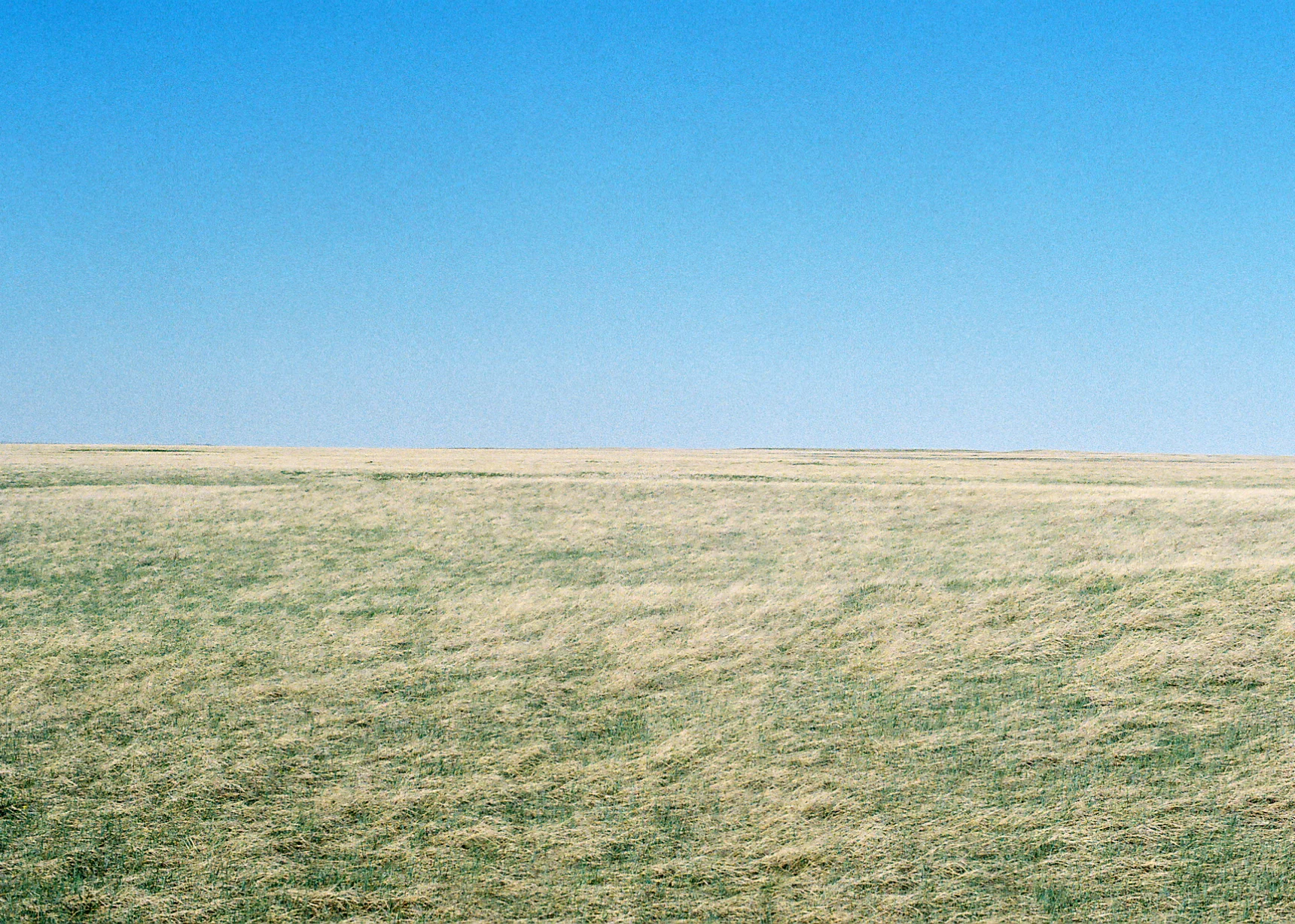 grass.jpg