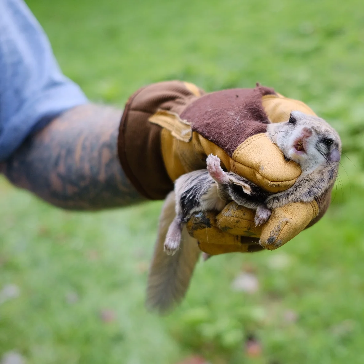 NHPR : Unwanted House Guests: Squirrels Wreaking Havoc in Homes Across N.H. It’s the year of the squirrel in New England. The animals have never had so much fame, never been the subject of so much attention. It’s partly because they’ve put themselves in the spotlight—or in our headlights might be more accurate. Their populations have boomed in recent years, fed by a glut of acorns, and now they’re running across roads en masse in search of more food. The thing is, all these squirrels aren’t just affecting our highways. They’re getting into houses as well.