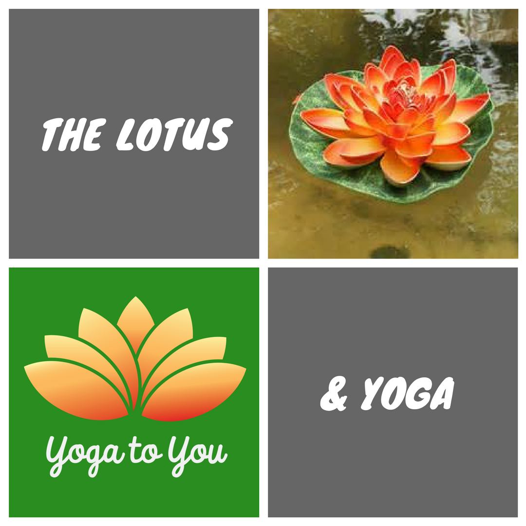 Lotus Yoga Flower | Best Flower Site