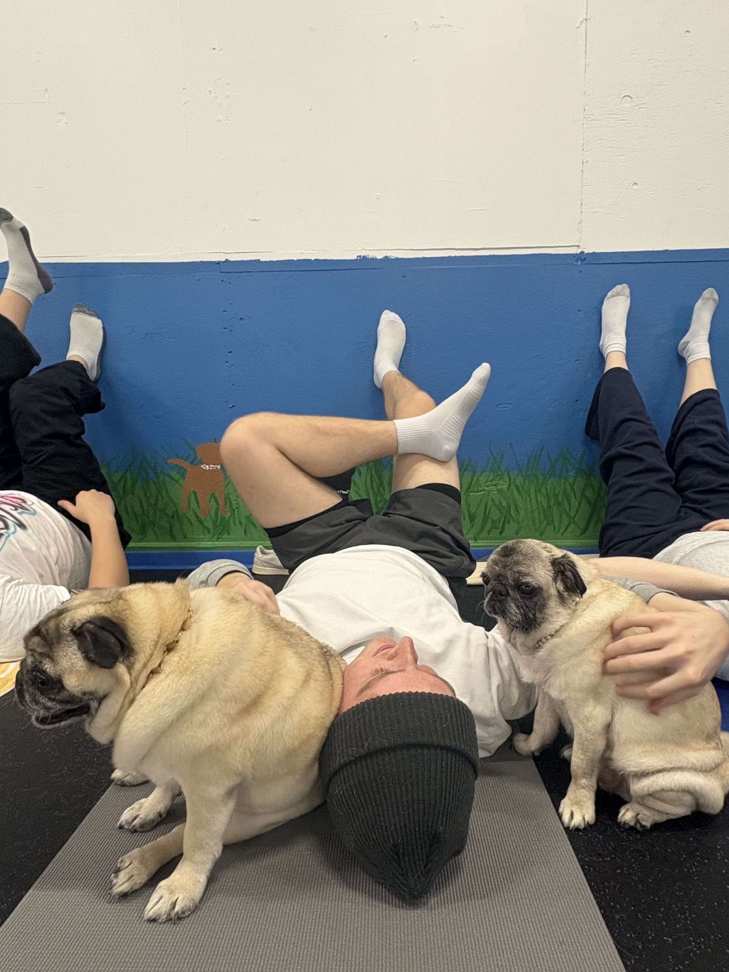 Pug Yoga Oct 25th 