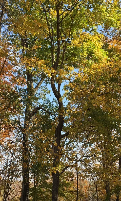 Twisted tree2 for freetobe blog Oct 2016.jpg