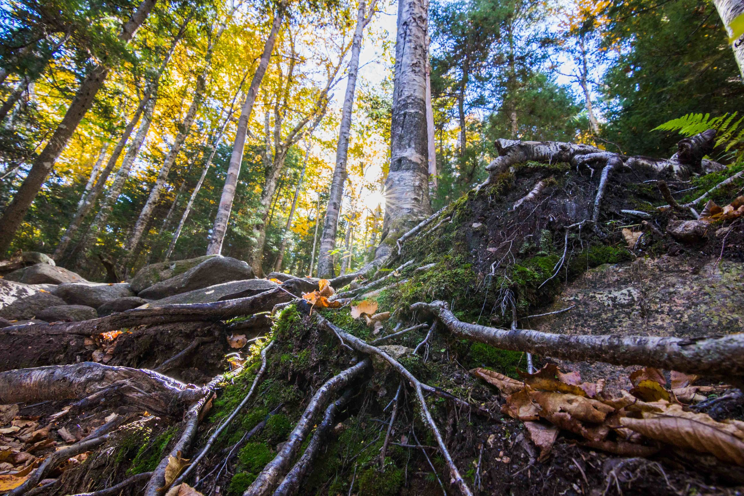 Birch Trees in the Fall, Lonesome Lake Hike, Franconia Notch State Park, New Hampshire