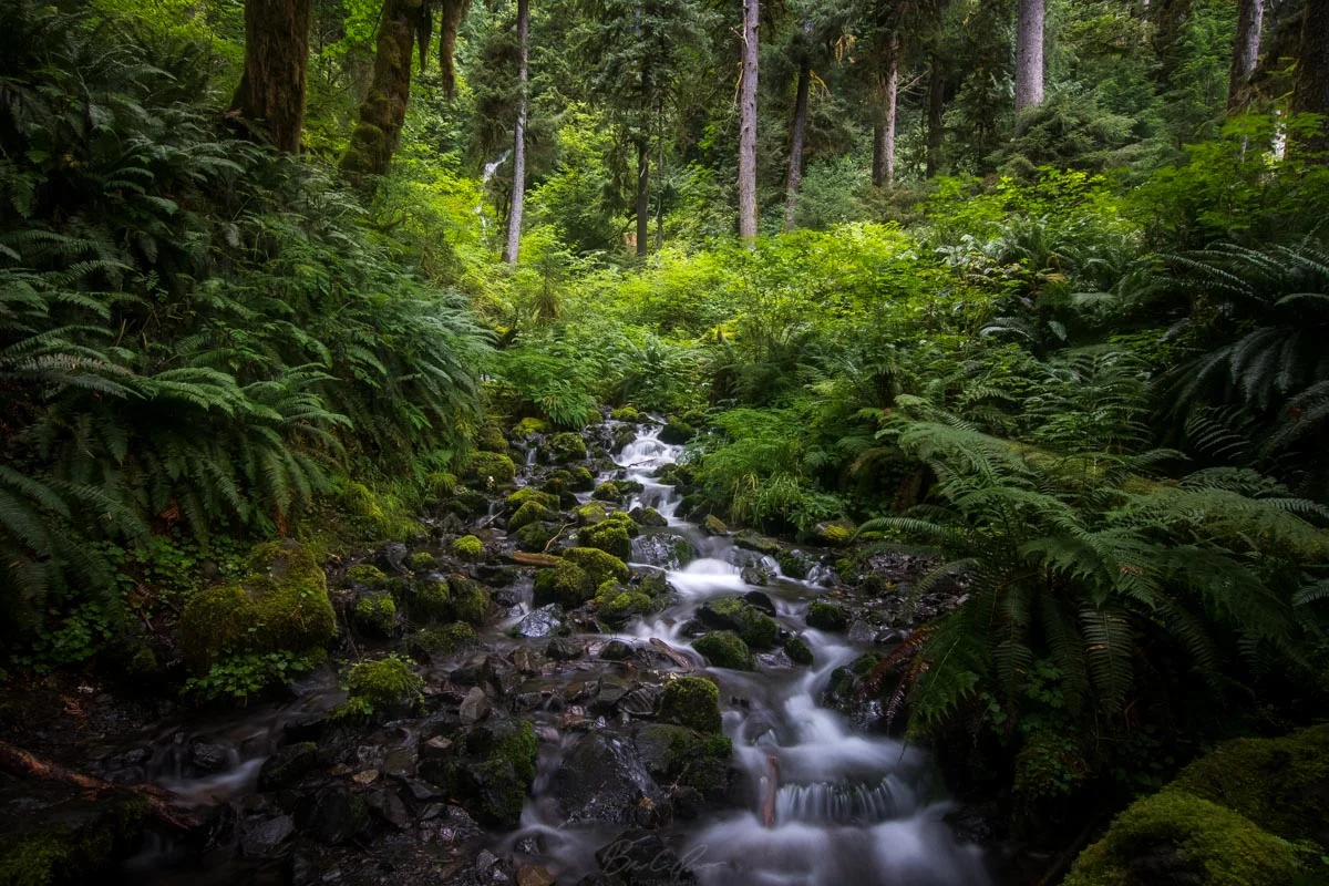Hoh Rainforest