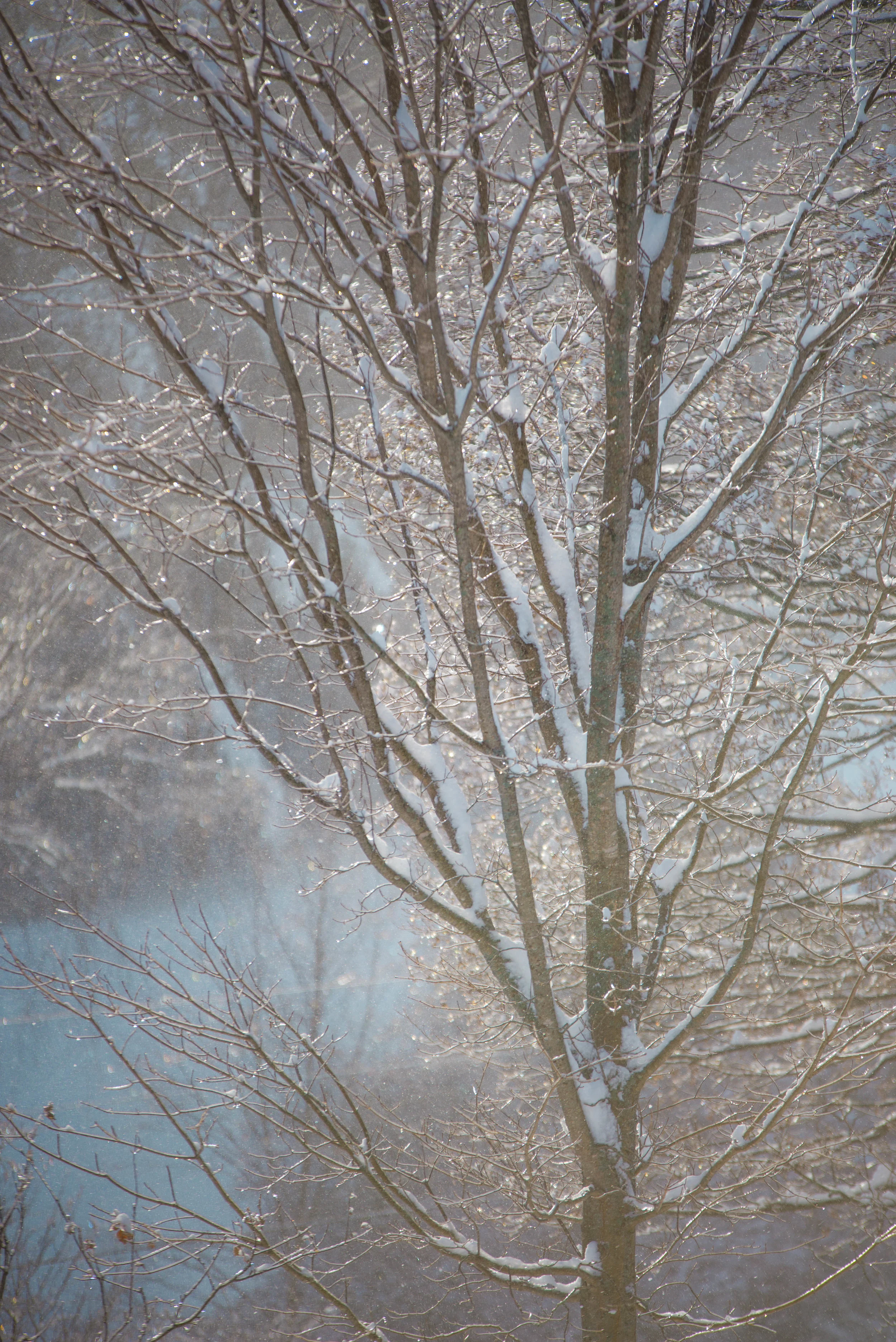 tree6.jpg