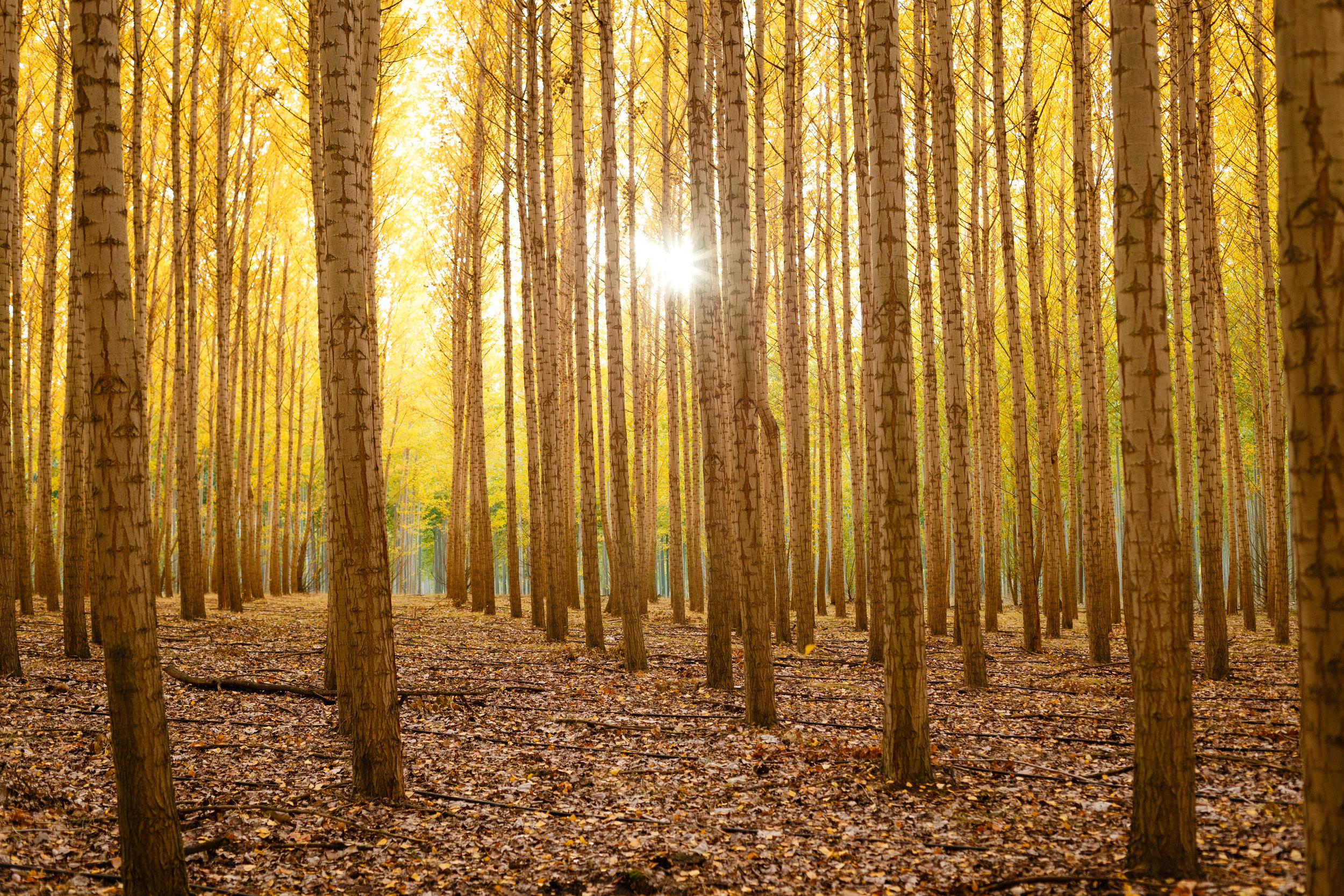 Week 2: Cultivating the Virtue of Hope through the Practice of Lament