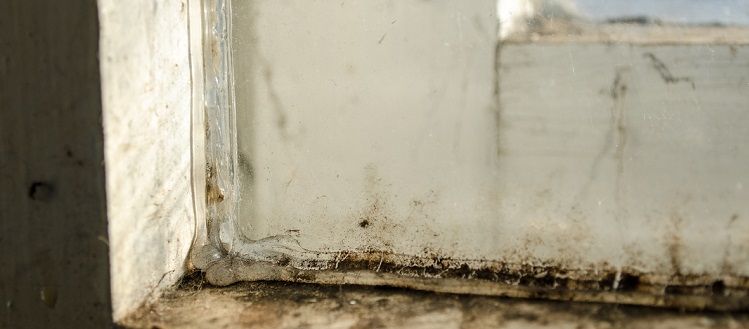moldy-window-basement.jpg