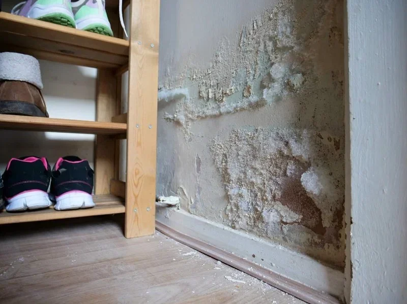 mouldy basement wall