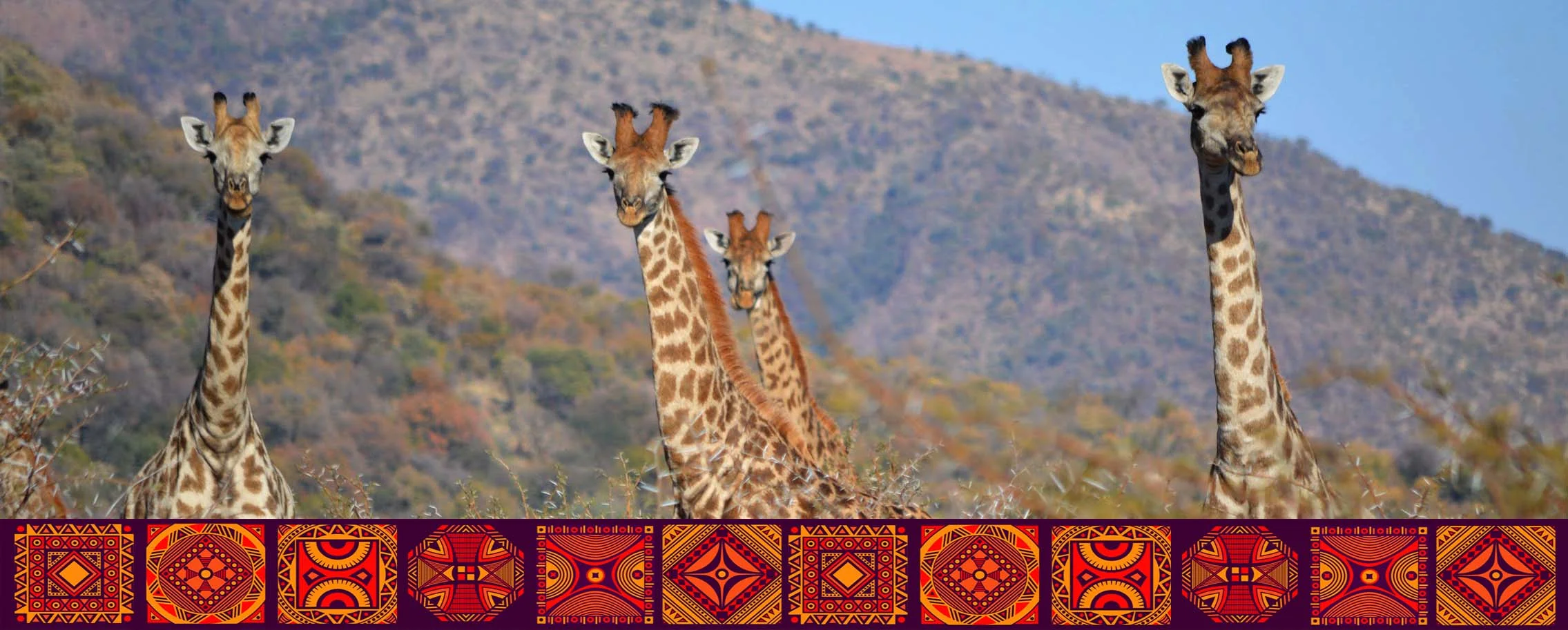 Giraffe Herd w symbols master cropped.jpg