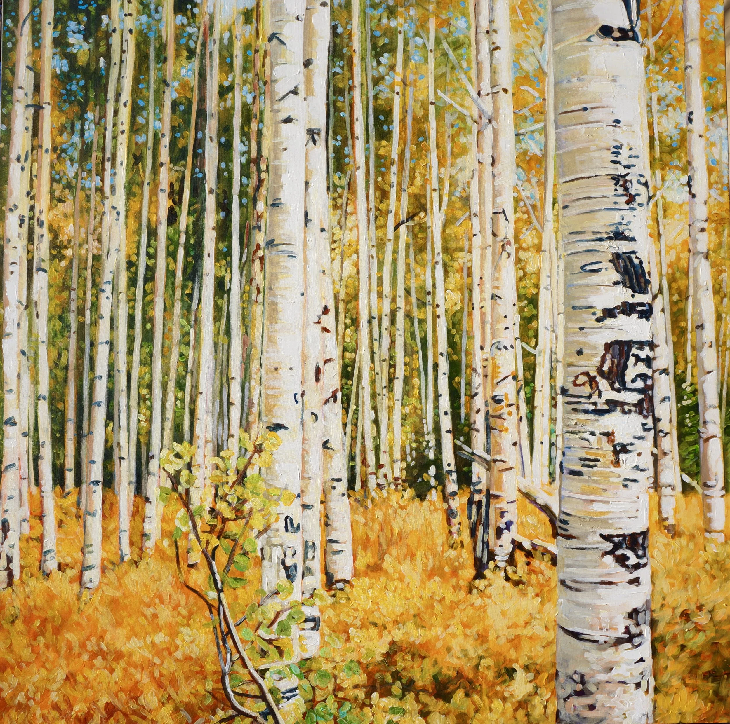 COLORADO ASPENS 48X48 IN PRINTS AVAILABLE IN VARIOUS SIZES ON PAPER/CANVAS