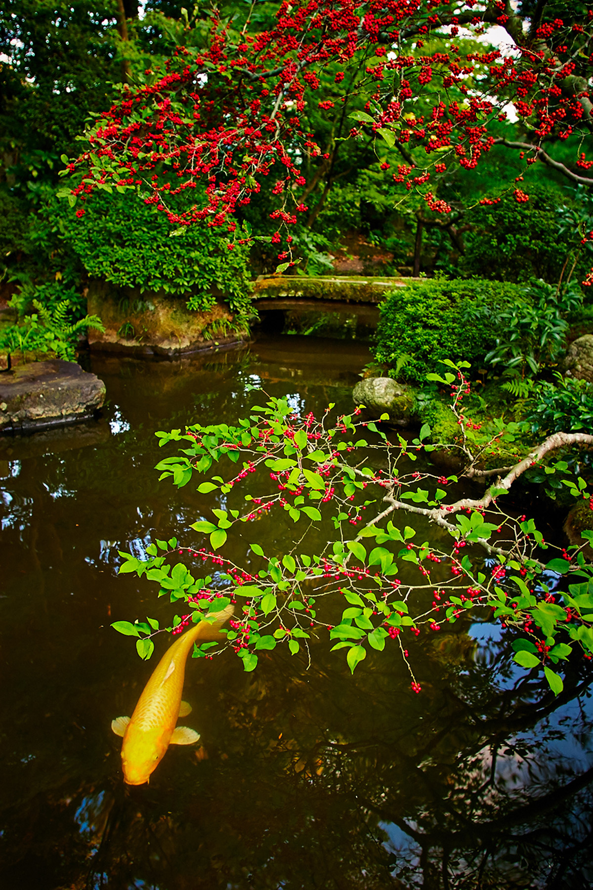 Koi and Pond, Kyoto, Japan
