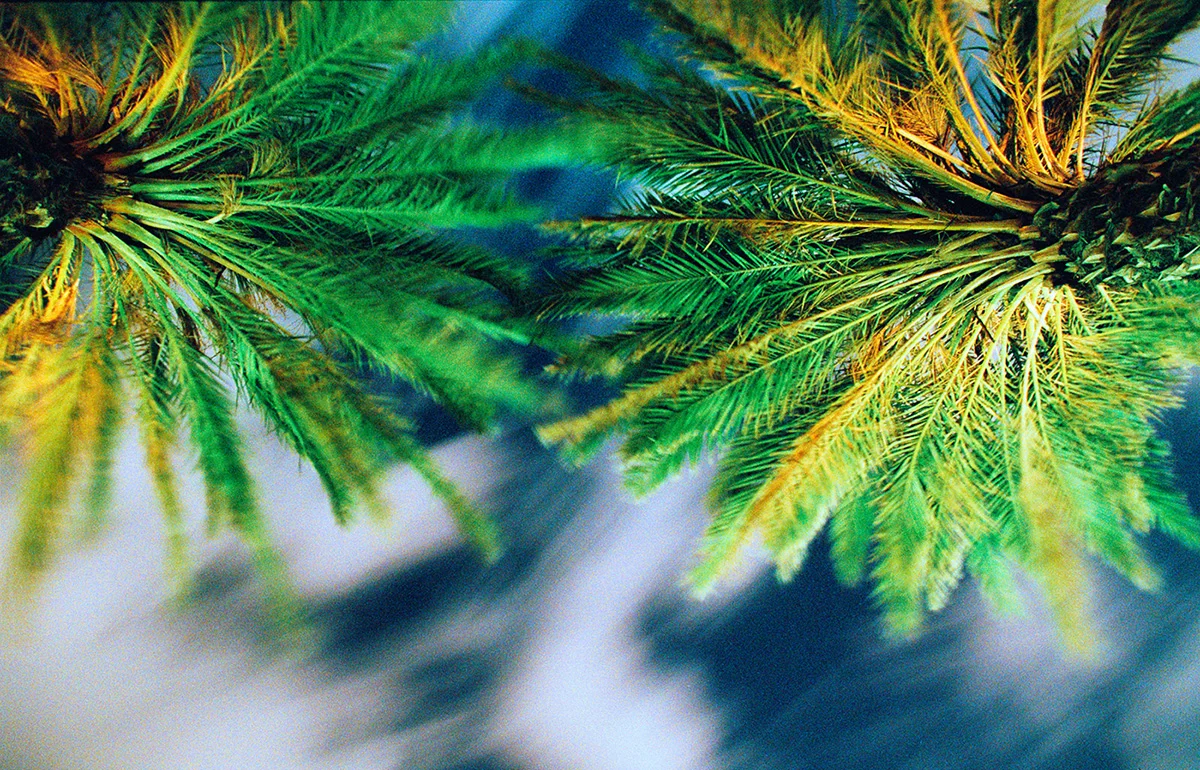 Palms and Sky, Miami, Florida