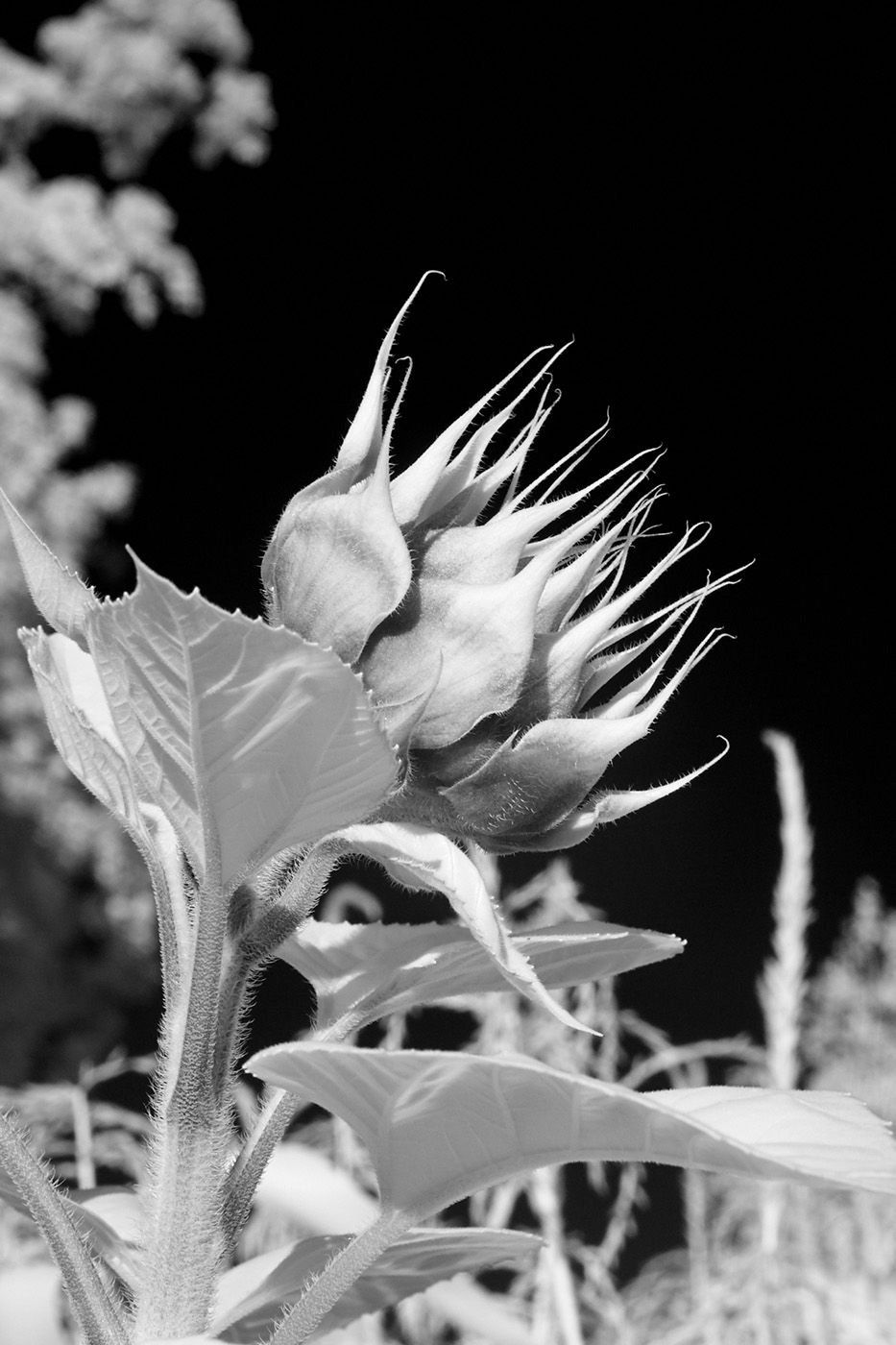 Sunflower, Hamilton, New York