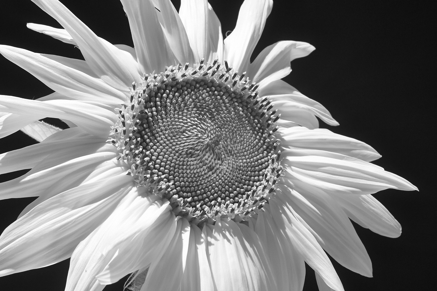 Sunflower, Hamilton, New York