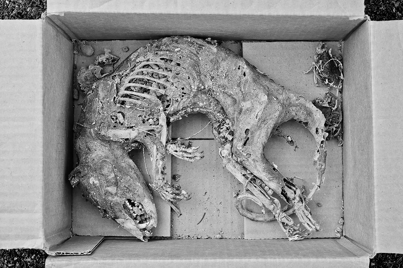 Box Of Mummified Possums, Hamilton, New York